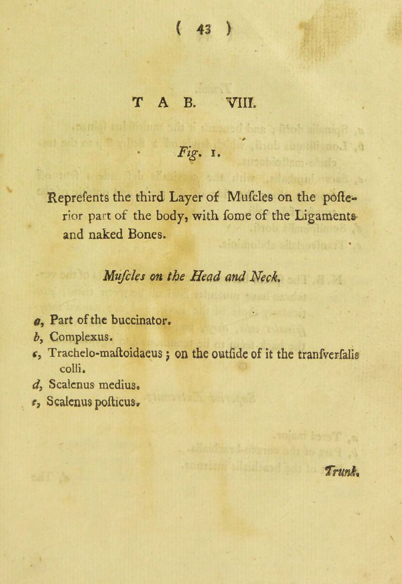 TAB. VIII. Fig, I. Reprefents the third Layer of Mufcles on the pofte- rior part of the body, with foine of the Ligaments and naked Bones. <» Mufcles on the Head and Neck, ? <7, Part of the buccinator. by Complexus. Trachelo-maftoidaeus j on the outfidc of it the tranfverfalis colli. d, Scalenus medius. e. Scalenus pofticusr Trunks