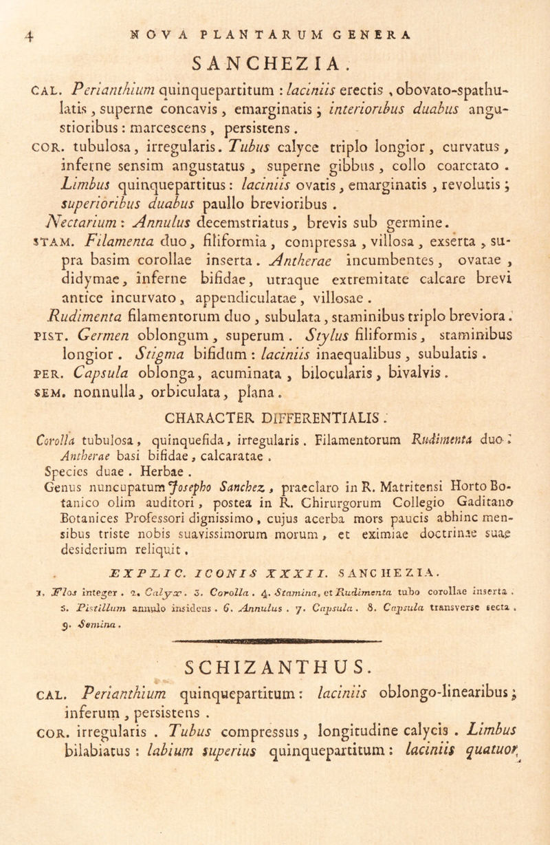 SANCHEZIA. CAL. Perianthium quinquepartitum : laciniis erectis , obovato-spathu- latis, superne concavis, emarginatis j interioribus duabus angu- stioribus : marcescens, persistens . COR. tubulosa, irregularis. Tubus calyce triplo longior, curvatus, inferne sensim angustatus , superne gibbus, collo coarctato . Limbus quinquepartitus: laciniis ovatis, emarginatis , revolutis; superioribus duabus paullo brevioribus . Nectarium: Annulus decemstriatus, brevis sub germine. STA.M. Filamenta d\xo, filiformia, compressa , villosa, exserta , su- pra basim corollae inserta . Antherae incumbentes , ovatae , didymae, inferne bifidae, utraque extremitate calcare brevi antice incurvato, appendiculatae, villosae . Rudimenta filamentorum duo , subulata, staminibus triplo breviora. pisT. Germen oblongum, superum. filiformis, staminibus longior. Stigma bifidum : laciniis inaequalibus, subulatis . PER. Capsula oblonga, acuminata, bilocularis, bivalvis. SEM. nonnulla, orbiculata, plana. CHARACTER DIFFERENTIALIS. Corolla tubulosa, quinquefida, irregularis. Filamentorum Rudimenta duo 2 Antherae basi bifidae, calcaratae . Species duae . Herbae . Genus nuncupatum Sanchez t praeclaro in R. Matritensi Horto Bo- tanico olim auditori, postea in R. Chirurgorum Collegio Gaditano Botanices Professori dignissimo, cujus acerba mors paucis abhinc men- sibus triste nobis suavissimorum morum, et eximiae doctrinae suae desiderium reliquit. EXPLIC. ICONIS XXXII. SANCHEZIA. 3. mteger . o.* Calyac» Z, Corolla» Stamina, ot Jxudlmenta tabo corollae Inserta» 5. JPlstillmn annulo iris id ens . 6» Annulus . 7. Cajtsula. 8. Cajysula transverse secta* Semina» SCHIZANTHUS. CAL. Perianthium quinquepartitum: laciniis oblongo-linearibus; inferum, persistens . COR. irregularis . Tubus compressus, longitudine calycis . Limbus bilabiatus : labium superius quinquepartitum: laciniis quatuor^