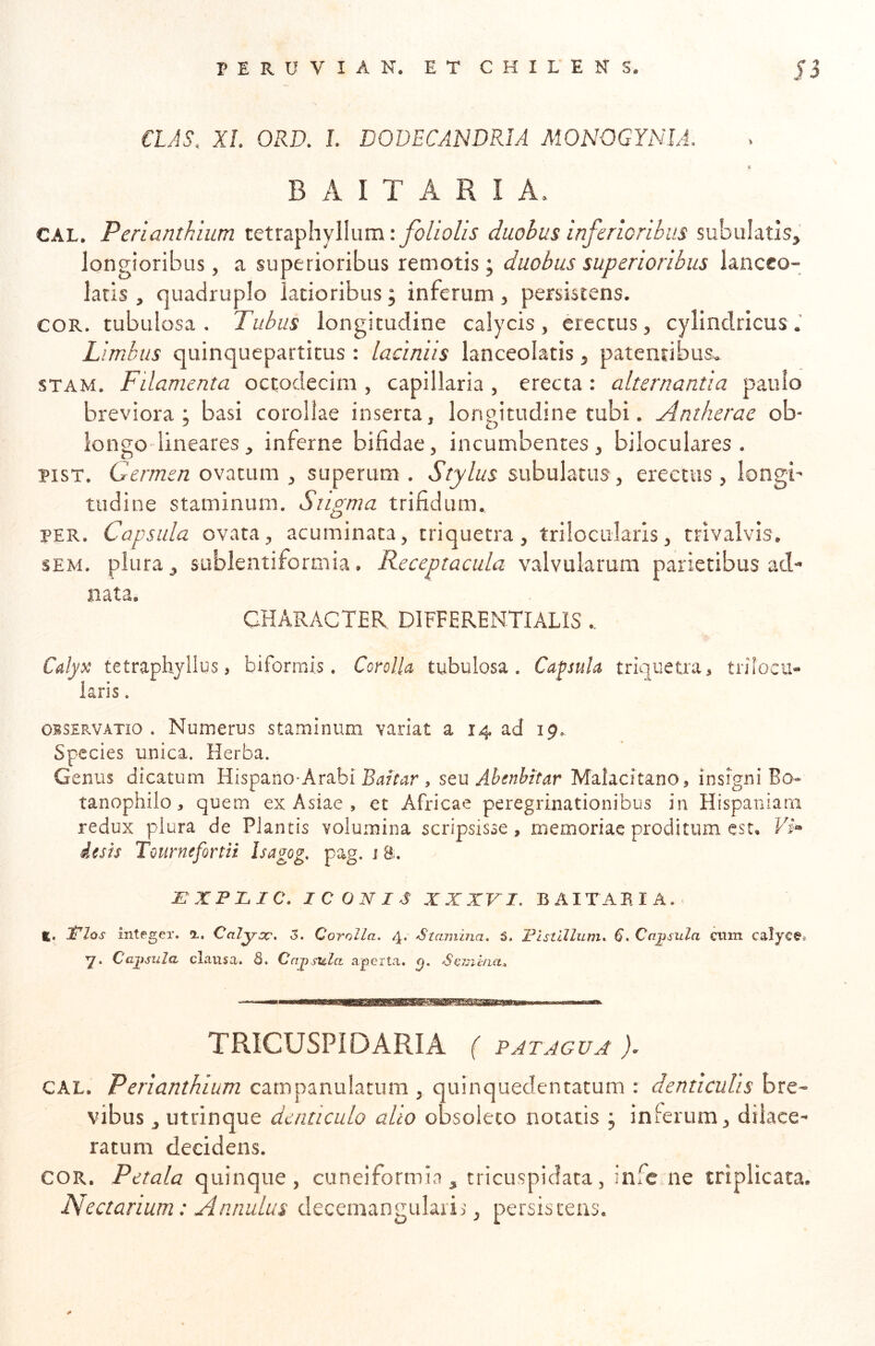 €US\ XI. ORD. 1. DODECANDRIA MONOGYNIA. K B A I T A R I A. CAL. Perianthium tetraphyllum; foliolis duobus inferioribus subulatis, longioribus, a superioribus remotis; duobus superioribus lancco- laris , quadruplo latioribus; inferum, persistens. COR. tubulosa. Tubus longitudine calycis, erectus, cylindricus.’ Limbus quinquepartitus : laciniis lanceolatis, patentibus» STAM. Fdamenta octodecim , capillaria , erecta : alternantia paulo breviora; basi corollae inserta, longitudine tubi. Antherae ob- ' ■* c> longo lineares^ inferne bifidae, incumbentes, biloculares . pisT. Germen ovatum , superum . Stylus subulatiis , erectus , longi- tudine staminum. Stigma trifidum. PER. Capsula ovata, acuminata, triquetra, trilocularis, trivalvis. SEM. plura, sublentiformia» Receptacula valvularum parietibus ad- nata. character differentiatis .. Cdys: tetraphyllus, biformis. Corolla tubulosa. Capsula triquetra j tnlccu® laris. OBSERVATIO . Numcrus staminum variat a 14 ad 19. Species unica. Herba. Genus dicatum Hispano-Arabi Brtfrtjr, seu Ahenbitar MalacitanOj insigni Bo» tanophilo, quem ex Asiae , et Africae peregrinationibus in Hispaniam redux plura de Plantis volumina scripsisse, memoriae proditum est» Vi^ desis Tournefortii Isagog, pag. j 8;. ItXPJLIC. ICONIS XXXVI. BAITAPiIA.. t. Jtlos integer. Calyoc. 5. Corolla. 4. Stajnina. S. Pistillum. 6. Cajjsiila aim calyc©. y. Cajisula clausa. 6. Capsula aperta, q. So7jima^ TRICUSPIDARIA ( PATAGUJ ). CAL. P erianthium campanulatum , quinquedentatum : denticulis bre- vibus , utrinque denticulo alio obsoleto notatis ; inlerum, dilace- ratum decidens, COR. Petala quinque, cuneiformia, tricuspiclata, infe ne triplicata, Nectarium: Annulus decemangularij, persistens.