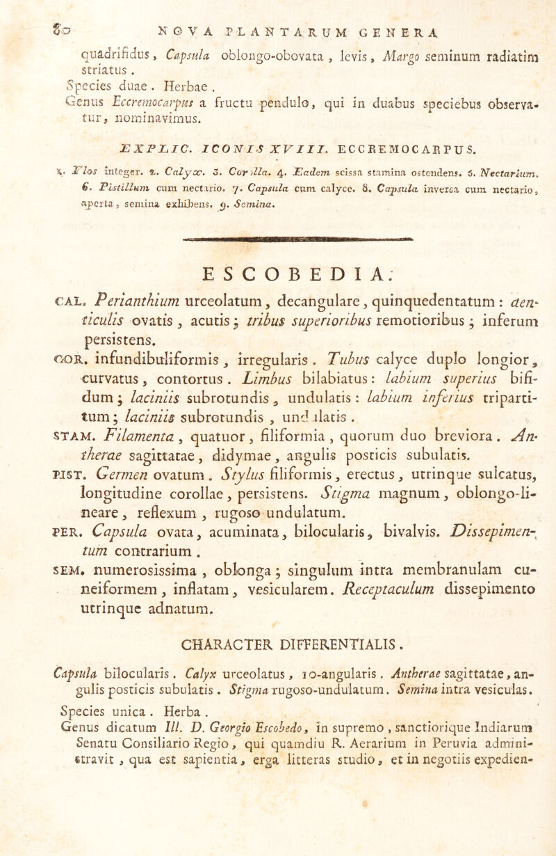 quadrifidus, Capsula oblongo-obovata , levis, Margo seminum radiatira striatus. Species duae . Herbae . Genus Eccremocarpus a fructu pendulo, qui in duabus speciebus observa- tur, nominavimus. JE1XFI.IC. ICONIS XVIII. ECCREMOCAEPUS. « ■«,. linias iiite ger. 5,. Calyoc» Z, Corolla. 4* Eadem scissa stamina ostendens. 6. I^ectarium» 6» jPlstilluin cum nectario. 7. Capsula cum calyce. 6« Capsula inversa cum nectarioj aperta s semina exliU>ens. Semina* ESCOBEDIA: CAL. Penanthium \xxceo\zt\xm y decangulare, quinquedentatum : den- ticulis ovatis 3 acutis j tribus superioribus remotioribus; inferum persistens. COR. infundibuiiformis 3 irregularis. Tubus c^Xyce duplo longior, curvatus, contortus . Limbus bilabiatus; labium superius bifi- dum j laciniis subrotundis ^ undulatis: labium inferius triparti- tum ; laciniis subrotundis , und ilatis . STAM. Filamenta y quatuor, filiformia, quorum duo breviora. .An- therae sagittatae, didymae, angulis posticis subulatis. PIST. Germen ovatum . Stylus filiformis, erectus, utrinque sulcatus, longitudine corollae, persistens. Stigma magnum, oblongo-li- neare, reflexum, rugoso undulatum. PER. Capsula ovata, acuminata, bilocularis, bivalvis. Dissepimen- tufn contrarium. SEM, numerosissima , oblonga ; singulum intra membranulam cu- neiformem, inflatam, yesieuhtem. Receptaculum dissepimento utrinque adnatum. CHARACTER DIFEERENTIALIS. Capsula hWocaloLXis. urceolatus, lo-angularis. Antherae sagittatas, zn^ gulis posticis subulatis. rugoso-undulatum. intra vesiculas. Species unica . Herba . Genus dicatum lll. D. Georgio Escohedo, in supremo , sanctiorique Indiarutn Senatu Consiliario Regio, qui quamdiu R. Aerarium in Peruvia admini- stravit , qua est sapientia, erga litteras studio, et in negotiis expedien-