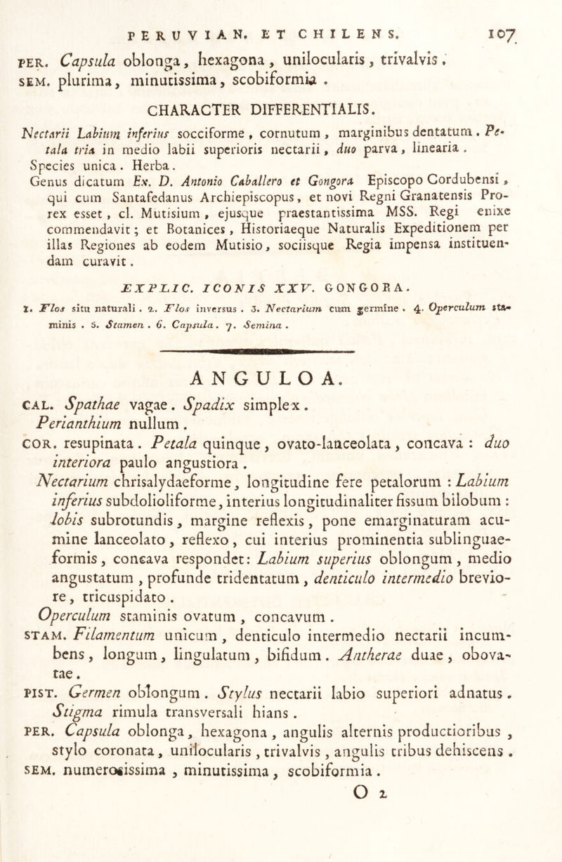 PER. Capsula oblonga, hexagona , unilocularis, trlvalvls . SEM. plurima, minutissima, scobiformia , CHARACTER DIFFERENTIALIS. Nectarii Labhm inferius' socciforme , cornutum, marginibus dentatum . P#- taU tria in medio labii superioris nectarii, duo parva, linearia. Species unica. Herba. Genus dicatum Es. D. Antonio Caballero et Gongortt Episcopo Cordubensi $ qui cum Santafedanus Archiepiscopus, et novi Regni Granatensis Pro- rex esset, cl. Mutisium , ejusque praestantissima MSS. Regi enixe commendavit; et Botanices, Historiaeque Naturalis Expeditionem per illas Regiones ab eodem Mutisio, sociisque Regia impensa instituen- dam curavit. JSXFLIC. ICONIS XXV. GONGOBA. t, Flos situ naturali . %. Flos inversus . 3. Neetariuin cum germine . 4- Operculum sta» minis . 6. Stamen. 6. Cajjsula, y. Semina, A N G U L O A. CAL. Spathae vagae. Spadix simplex. Perianthium nullum , COR. resupinata. Petala quinque, ovato-lanceolata, concava : duo interiora paulo angustiora. Nectarium chrisalydaeforme, longitudine fere petalorum : Labium inferius subdolioliforme, interius longitudinaliter fissum bilobum : lobis subrotundis, margine reflexis, pone emarginaturam acu- mine lanceolato, reflexo , cui interius prominentia sublinguae- formis, concava respondet: Labium superius oblongum, medio angustatum , profunde tridentatum, denticulo intermedio brevio- re, tricuspidato . Operculum staminis ovatum , concavum . STAM. Filamentum unicam, denticulo intermedio nectarii incum- bens , longum, lingulatum , bifidum. Antherae duae , obova- tae. PisT. Germen oblongum. Stylus nectarii labio superiori adnatus. Stigma rimula transversali hians. PER. Capsula oblonga, hexagona , angulis alternis productioribus , stylo coronata, unilocularis , trivalvis, angulis tribus dehiscens . SEM. numeroiissima , minutissima, scobiformia . O 1 /