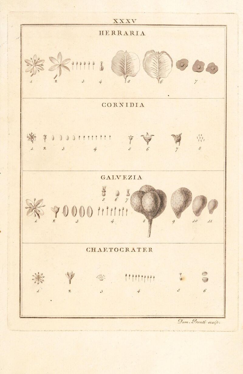 HERRARIA I 4 CORAIDIA V r j f f t f f 11 r w f GALVEZIA I V''5i s ^ /i CH AF, T O G R AT E R ;? ? I (( ^ * i ! S. ; ^{» i> ® j ^ i? (5’