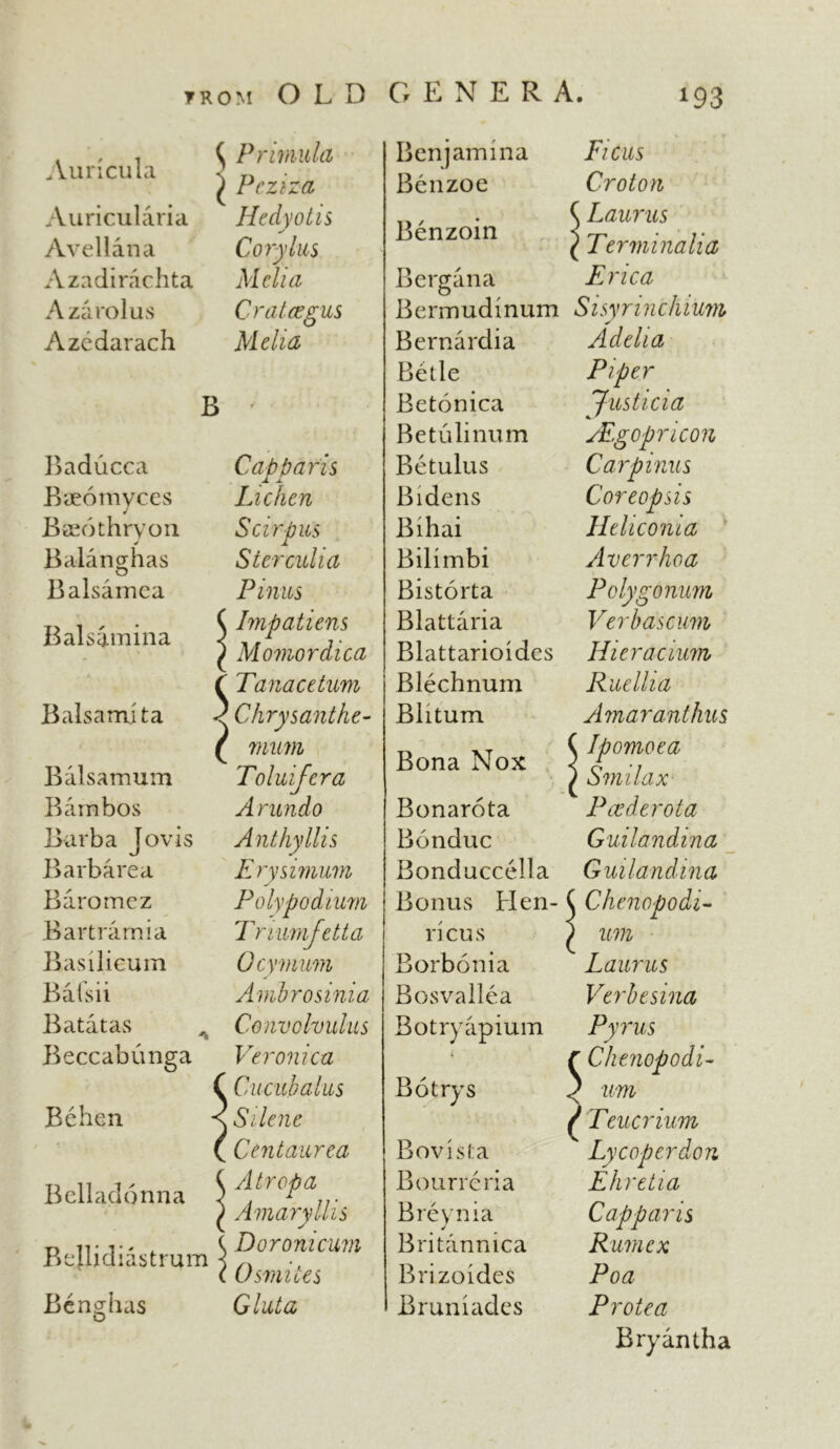 Auricula Auricularia Avellana Azadirachta Azarolus Azcdarach ^ Primula ^ Pcziza Hedy ot is Cory Ins Mclia Crataegus Me ha B Baducca Baeomyces Baeothryon Balanghas Balsamea Balsatnina ■ A Balsam! t a Balsamum Barn bos Barba Jovis Barba re a Baromez Bart rami a Basilieum Bafsii Batatas Beccabunga Be hen Belladonna Belli didst rum Benghas Cab Paris I I Lichen S hr pus Sterculia Pinus ( Impatiens v Momordica i Tana ce turn •? Chrysanthe- ( mum Toluifera Arundo Anthyllis Erysimum Polypodium Triumfetta Ocymum Ambrosinia Convolvulus Veronica C Cucubalus \ Silent C Centaurea { Air op a ) Amaryllis Doronicum 0 smites Gluta Benjamma Ficus Benzoe Croton Benzoin ^ Laurus \ Terminalia Bergana Erica Bermudinum Sisymnchium Bernardia Adelia Be tie Piper Betonica Justicia Betulinum JEgopmcon Bet ulus Car pinus Bidens Coreopsis Bihai Heliconia Bilimbi Av err ho a Bistorta Polygonum Blattaria Verbascum Blattarioides Hi era cium Blechnum Rue Ilia Blitum Amaranthus i Bona Nox { Jpomoea ) Smilax Bonarota Pee derot a Bonduc Guilandina Bonduccella Guilandina Bonus Hen- < l Chenopodi- ricus ] ) um Borbonia  Laurus Bosvallea Verbesina Botryapium Pyrus f Chenopodi- Botrys ) um 1 { Teucrium Bovista k Ly coper don Bourreria Ehretia Breynia Capparis Britannica R um ex Brizoides Poa Bruniades Protea Bryantha