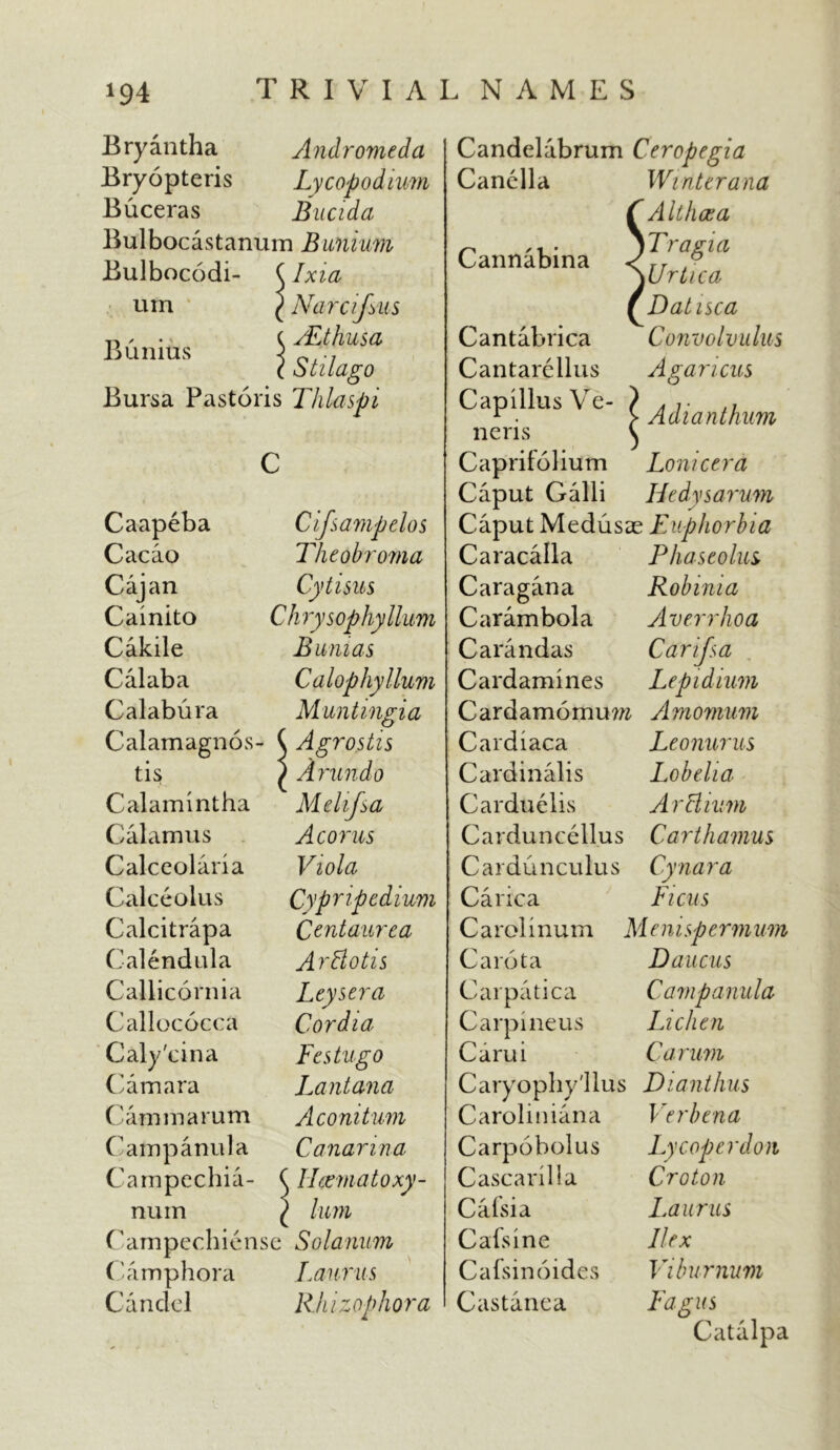 Bryantha Andromeda Bryopteris Lycopodium Buceras Bucida Bulbocastanum Bunium Bulbocodi- (Ixia urn { Narcij.las Bunius c ALthusa c S til ago Bursa Pastoris Thlaspi C Caapeba Cifsampelos Cacao Theobroma Cajan Cytisus Cainito Chry sophy llum Cakile Bwnias Cal aba Calophyllum Calabura Muntingia Calamagnos- ( Agrostis ti$ ) Arundo Calamintha Melifsa Calamus Ac ones Calceolaria Viola Calceolus Cypripedium Calcitrapa Centaurea Calendula ArBotis Callicornia Leysera Callococca Cordia Caly'cina Fes tug o Camara Lantana C am m arum Aconitum Campanula Canarma Campechia- ( Ilcematoxy- num / him Campechiense Solanum Camphora Lauras Candel Rhizophora Candelabrum Ceropegia Canclla Winter ana Althaea \Tragia pjrlica Datisca Convolvulus A gam cits Adianthum Lonicera Hedysarum Cannabina Cantabrica Cantarellus Capillus Ve- neris Caprifolium Caput Galli Caput Medusae Euphorbia Caracalla Phascolm Caragana Robinia Carambola Averrhoa Carandas Carijsa Cardamines Lepidium Cardamomuw Amomum Cardiaca Leonurus Cardinalis Lobelia Carduelis ArBium Carduncellus Carthamus Cardunculus Cynara Carica Ficus C arol i num M e n i sp e rm urn C a rot a Daucus Carpatica Carpi neus Carui Caryophy'llus Caroliniana Carpobolus Cascarilla Calsia Calsine Cafsinoides Castanca Campanula Lichen Carum Dianthus Verbena Lycoper don Croton La writs Ilex Viburnum Fagus Catalpa