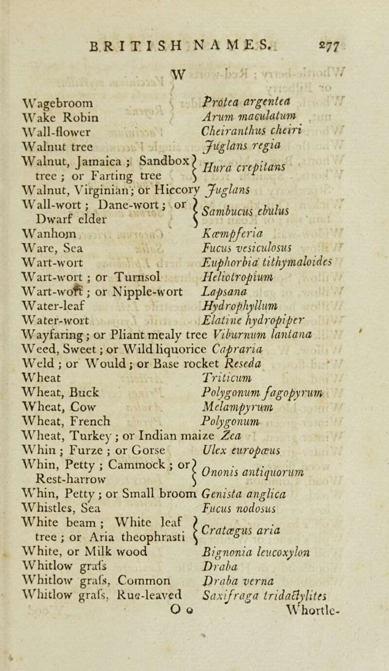 W Wagebroom > * Wake Robin j Wall-flower Walnut tree Walnut, Jamaica ; Sandbox tree ; or Farting tree Walnut, Virginian; or Hiccory Juglans Wall-wort; Dane-wort; or £ Sambucm Mm Dwarr elder Wanhom Protea argentea Arum viaculatum Cheiranthus cheiri Juglans regia Ilura crepitans Ware, Sea Wart-wort Wart-wort ; or Turnsol Wart-woft; or Nipple-wort Water-leaf Water-wort Keempferia Fucus vesiculosus Euphorbia tithymaloides Heliotropium Lapsana Hydrophyllum Elatine hydropiper Wayfaring; or Pliant mealy tree Viburnum lantana Weed, Sweet; or Wild liquorice Capraria Weld ; or Would; or Base rocket Reseda Wheat TV dticum Wheat, Buck Polygonum fagopynm Wheat, Cow Melampynm Wheat, French Polygonum Wheat, Turkey ; or Indian maize Zca Whin ; Furze ; or Gorse Ulex europceus Whin, Petty ; Cammock ; or) ~ r, ’ 1 J > Ononis antiquorum Rest-harrow ) 1 Whin, Petty ; or Small broom Genista anglica Whistles, Sea Fucus nodosus White beam : White leaf ) „ , tree ; or Aria theophrasti ^ Ta aria White, or Milk wood Bignonia leucoxylon Whitlow grafs Dr aba Whitlow grafs, Common Draba verna Whitlow grafs, Rue-leaved Saxifraga tridaElylites O o Whortle-