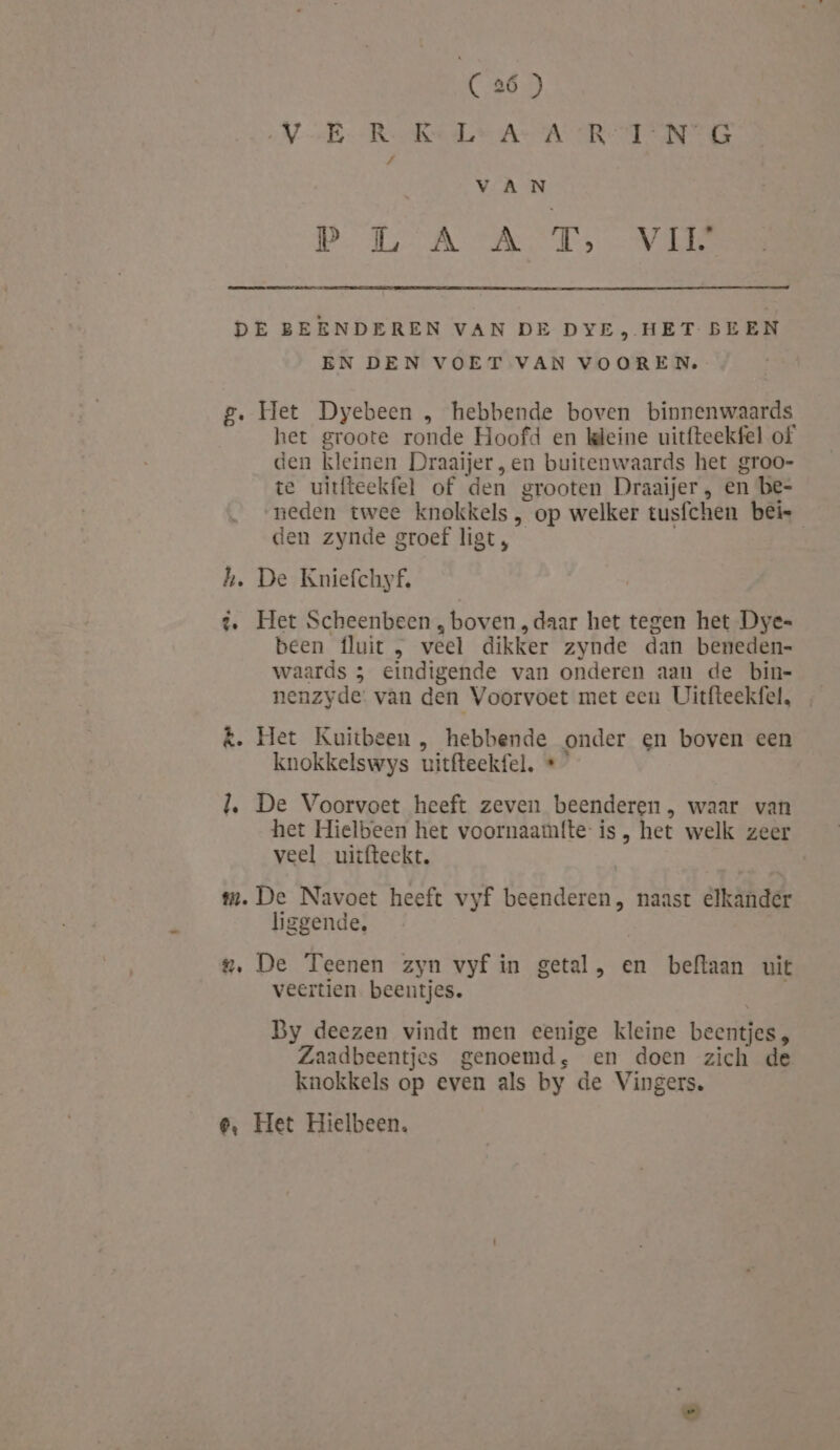 C2ó ) NAE -RekeLt A- A ARAENTG VA N P L Ä À TT, Vijn DE BEENDEREN VAN DE DYE, HET BEEN EN DEN VOET VAN VOOREN. g. Het Dyebeen , hebbende boven binnenwaards, het groote ronde Hoofd en Wgleine uitfteekfel of den kleinen Draaijer ,en buitenwaards het groo- te uitfteekfel of den grooten Draaijer , en be- neden twee knokkels, op welker tusfchen bets den zynde groef ligt, h. De Kniefchyf, è. Het Scheenbeen , boven „daar het tegen het Dye- been fluit , veel dikker zynde dan beneden- waards 3 eindigende van onderen aan de bin- nenzyde: van den Voorvoet met eeu Uitfteekfel. k. Het Kuitbeen , hebbende onder en boven een knokkelswys uitfteekfel, « l, De Voorvoet heeft zeven beenderen, waar van het Hielbeen het voornaamfte: is , het welk zeer veel uitfteekt. rm. De Navoet heeft vyf beenderen, naast elkander bggende, g, De Teenen zyn vyf in getal, en beftaan uit veertien beentjes. By deezen vindt men eenige kleine beentjes, Zaadbeentjes genoemd, en doen zich de knokkels op even als by de Vingers, e, Het Hielbeen.