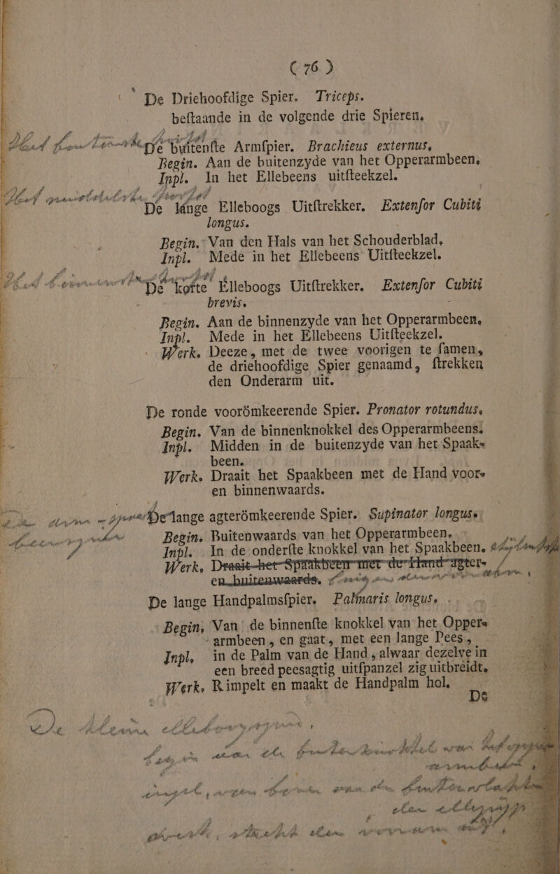 k Ee Jaha _ gpeagetange agterömkeerende Spier. Supinator longuse: sere ra er Begin. Buitenwaards van het Opperarmbeen, 8 A, Inpl. … In de onderfte knokkel van het Spaakbeen, pt | C76 ) \ De Drichoofdige Spier. Triceps. beftaande in de volgende drie Spieren, &amp; Begin. Aan de buitenzyde van het Opperarmbeen, Inpl. In het Ellebeens uitfteekzel, pn P4 OR it | De Inge Elleboogs Uitftrekker. Extenfor Cubité longus. ‚ Begin.” Van den Hals van het Schouderblad, h Inpl. Mede in het Ellebeens Uittteekzel. Ì le acammen Os: “ofte Flleboogs Uitftrekker. Extenfor Cubiti | Í : brevis. | Begin. Aan de binnenzyde van het Opperarmbeen, 4 Inpl. Mede in het Ellebeens Uitfteekzel. s À Hak. Deeze , met de twee voorigen te famen, / ie de driehoofdige Spier genaamd, ftrekken bi den Onderarm uit. De ronde voorömkeerende Spier. Pronator rotundus, Begin, Van de binnenknokkel des Opperarmbeens; Jnpl. Midden in de buitenzyde van het Spaaks been. Werk. Draait het Spaakbeen met de Hand voors en binnenwaards. Werk, Draait-het-Sprakbeern merderttand agter. en…huitenwaerds, 7 Heg aas ltr De lange Handpalmsfpier. Palfmaris longus, … — Begin, Van’ de binnenfte knokkel van het Oppers „armbeen, en gaat, met een lange Pees, peren ‘ Jnpl, in de Palm van de Hand , alwaar dezelve in 2 2 een breed peesagtig uitfpanzel ziguitbreidt. Werk. Rimpelt en maakt de Handpalm hol, _ À OREL | _D&amp; en, Ee Adbarsa ebr 6 A A P. Î fi Pi ki oF god Ara elen Erle febr Brenner PO bekt TBN bef Pie Pl P Ê : 4 Ps d P] Z zy A ‘ Arent n p Arkens Bogen Ban 0 ArntBstn rbe ado 7 5 REE | Elle lr 3 p £ Pr EE ad el ds elen AAR Te