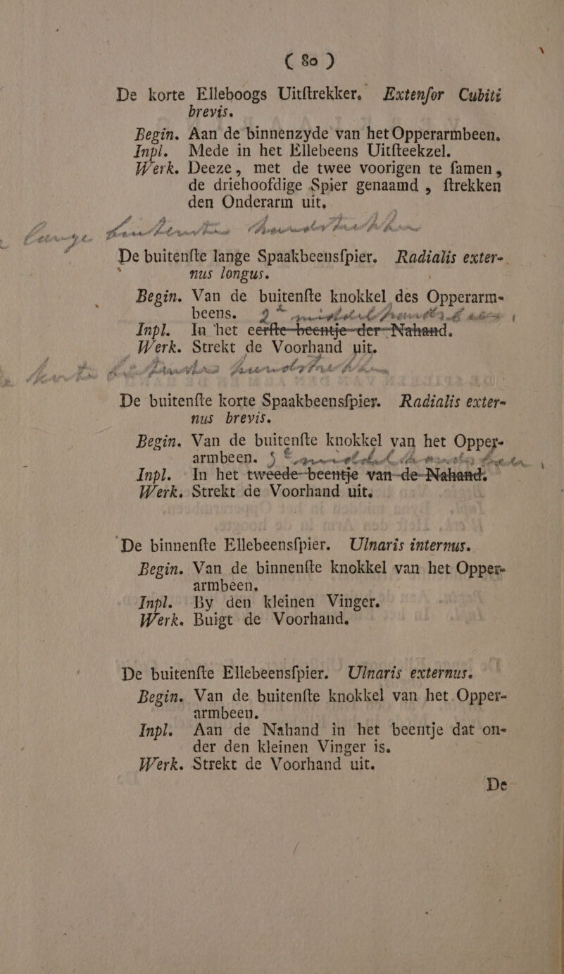 { N en C8o ) De korte Elleboogs Uitftrekker, Extenfor Cubité brevis. Begin. Aan de binnenzyde van het Opperarmbeen. Inpi. Mede in het Ellebeens Uitfteekzel, Werk. Deeze, met de twee voorigen te famen, de driehoofdige Spier et: ftrekken den Pader uit, 4 ESE fr Pan pe Ja Ke gat fe OE ad A boe zap En hi Kans nus longus. Begin. Van de buitenfte knokkel des Opperarm: beens. 9 amer Pant dat Inpl. Iam het e ‚Werk. Strekt de Voorhand pit „enn alas í Aar Een Cr „a Ke £ A Bras, De buitenfte korte Spaakbeensfpier. Radialis exter= nus brevis. Begin. Van de buitenfte knokkel van het GPP Inpl. In het tweede-beentje Var demanded Werk. Strekt de Voorhand uit, ‘De binnenfte Ellebeensfpier. Ulnaris internus. Begin. Van de binnenfte knokkel van het Oppere armbeen, Inpl. By den kleinen Vinger. Werk. Buigt de Voorhand, De buitenfte Ellebeensfpier. Ulnaris externus. Begin, Van de buitenfte knokkel van het Opper- armbeen, Inpl. Aan de Nahand in het beentje dat on- der den kleinen Vinger is. Werk. Strekt de Voorhand uit. ans