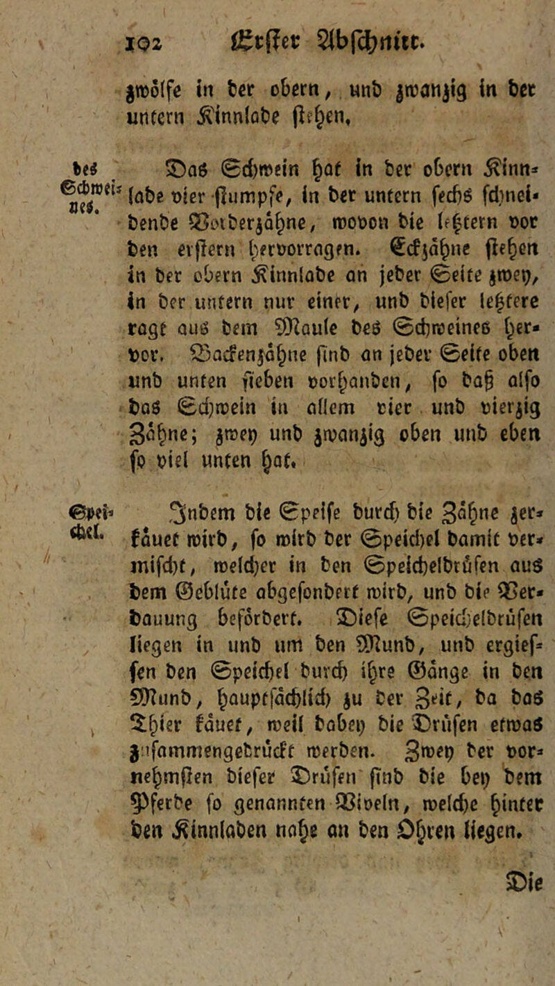 XQ2 5ibrd[?tiüt. gtüolfe in t)cr obcrn, wnb itranjig in bet untern Ä'innlobe jlt^en, ^ 5Da6 0d)»ein ^of in bet obern Äinn:« 6^roeu j^jjg jlumpfe, in bet untern feebö fdjnei* benbe S^oiberjabne, inoüon bie Ifftern not ben evflern bfrüorrngfn. Stfjdbne jlebc*' in bet obetn ^innlobe an jeber 0eite jroep, in bet untern nur einet, unb blefet leitete rogt Quö bem ?[RQule beö ©ebroeineß bet- tet. Q3acfenfdbnc finb an jebet 0eite oben unb unten fieben oorbanben, fo bo§ alfo baß 0(i}n?ein in aflem tiet unb tierjig «»ib SJvaniig oben unb eben fo tie( unten b^^t* ©oei* 3>^bem bie 0pelfe butcb bie fduet roirb, fo noirb bet 0peid)ci bamit tet» jnifd}f, n)e(d;et in ben 0peicbelbtöfen aus bem ©eblute abgefonbrrt n)irb, unb bie Q5et* bauung beforbett. 2)icfe 0peici;elbrüfen liegen in unb um ben SRunb, unb etgief» fen ben 0peicbel burd) i^re ®dnge in ben 5ÜKunb, ^auptfdcblid) ju bet ^•'‘t, ba boö ^ ^^bier ^duef, roeil bobei; bie ©rufen etmaö jnfammengefcrucft merben. 'JOf* nc^mjlen biefer ©rufen jinb bie bep bem 53ferbe fo genannten OSioeln, n>e(d)c hinter ben i^innlaben na§e an ben O^ven liegen. ©je