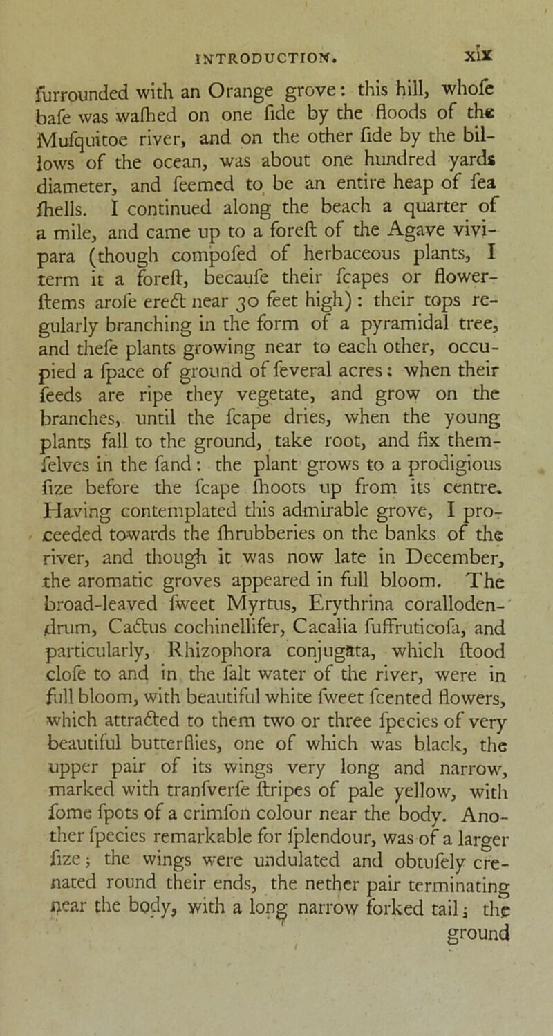 furrounded with an Orange grove: this hill, whofe bafe was wafhed on one fide by the floods of the Mufquitoe river, and on the other fide by the bil- lows of the ocean, was about one hundred yards diameter, and feemcd to be an entire heap of fea fhells. I continued along the beach a quarter of a mile, and came up to a foreft of the Agave vivi- para (though compofed of herbaceous plants, I term it a foreft, becaufe their fcapes or flower- ftems arole eredt near 30 feet high) : their tops re- gularly branching in the form of a pyramidal tree, and thefe plants growing near to each other, occu- pied a fpace of ground of feveral acres: when their feeds are ripe they vegetate, and grow on the branches, until the fcape dries, when the young plants fall to the ground, take root, and fix them- felves in the fand: the plant grows to a prodigious fize before the fcape fhoots up from its centre. Having contemplated this admirable grove, I pro- ceeded towards the fhrubberies on the banks of the river, and though it was now late in December, the aromatic groves appeared in full bloom. The broad-leaved fweet Myrais, Erythrina coralloden- drum, Cadtus cochinellifer, Cacalia fufffuticofa, and particularly, Rhizophora conjugata, which flood clofe to and in the fait water of the river, were in full bloom, with beautiful white fweet fcented flowers, which attradled to them two or three fpecies of very beautiful butterflies, one of which was black, the upper pair of its wings very long and narrow, marked with tranfverfe ftripes of pale yellow, with fome fpots of a crimfon colour near the body. Ano- ther fpecies remarkable for lplendour, was of a larger fize j the wings were undulated and obtufely cre- nated round their ends, the nether pair terminating »7ear the body, with a long narrow forked tail j the ground