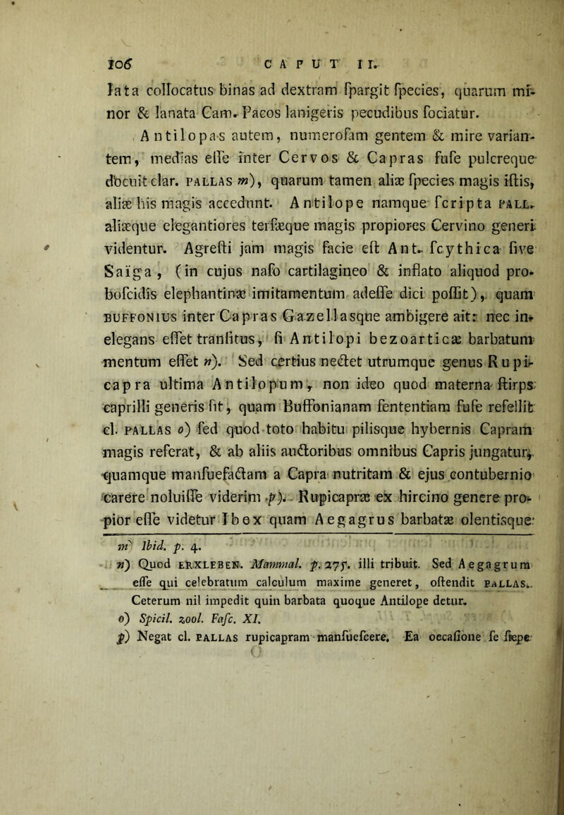 lata collocatus binas ad dextram fpargit fpecies, quarum mi- nor & lanata Caitn Facos lanigeris pecudibus fociatur. A ntilopas autem, numerofam gentem & mire varian- tem, medias elbe inter Cervos & Capras fufe pulcreque- docuit clar. pallas m), quarum tamen alia; fpecies magis iftis, aliae his magis accedunt. Antilope namque fcripta pall- aliaeque elegantiores terfaeque magis propiores Cervino generi videntur. Agrefti jam magis facie eft Ant.. fcythica fi ve Saiga, ( in cujus nafo cartilagineo & inflato aliquod pro* bofcidis elephantina; imitamentum adeflfe dici poflit), quam buffonius inter Capras G a zeli asque ambigere ait: nec in* elegans eflet tranlitus, fi Antii opi bezoartica; barbatum mentum eflet w). Sed certius nedet utrumque genus Rupi- capra ultima Antilopum, non ideo quod materna ftirps; caprilli generis fit, quam BufFonianam fententiam fufe refellit el. pallas o) fed quod toto habitu pilisque hybernis Capram magis referat, & ab aliis audoribus omnibus Capris jungatur* •quamque manfuefadam a Capra nutritam & ejus contubernio carere noluifle viderim .p).. Rupicapras ex hircino genere pro* pior efle videtur Ibex quam Aegagrus barbatas olentisque; m) lbid. p. 4. ■n) Quod euxleben. Mctmmal. p.2?f. illi tribuit. Sed Aegagrura efle qui celebratum calculum maxime generet, oftendit pallas.. Ceterum nil impedit quin barbata quoque Antilope detur. 0) Spicii, zool. Fafc. XI. $) Negat cl. pallas rupicapram manfuefcere. Ea oecafione fe fsepe 1