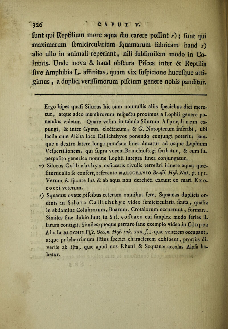 funt qui Reptilium more aqua diu carere poffint r); funt qui maximarum femicircularium fquamarum fabricam haud s) alio ullo in animali reperiant, nifi fubfimilem modo in Co- 1 tibiis. Unde nova & haud obfcura Pifces inter & Reptilia five Amphibia L. affinitas, quam vix fufpicione hucufque atti- gimus , a duplici veriffimorum pifcium genere nobis panditur. Ergo bipes quafi Silurus hic cum nonnullis aliis fpeciebus dici mere- tur, atque adeo membrorum refpedu proximus a Lophii genere po- nendus videtur. Quare velim in tabula Silurum Afpredinem ex- pungi, & inter Gymn. eledricum, & G. Notopterum infcribi, ubi facile cum Afcita loco Callichthyos ponendo conjungi poterit: jam- que a dextro latere longa pundata linea ducatur ad usque Lophium Vefpertilionem, qui fupra vocem Branchioftegi fcribatur, & cum fu- perpofito generico nomine Lophii integra linea conjungatur. »*) Silurus Callichthys exficcatis rivulis terreftri itinere aquas quae- fiturusaliofe confert, referente marcgravio Brafil. HiJl.Nat, p. iy i. Verum & fponte fua & ab aqua non derelidi exeunt ex mari Ex», coeti veterum. s) Squamae ovatae pifcibus ceterum omnibus fere. Squamas duplicis or- dinis in Siluro Callichthye video femicircularia fcuta, qualia in abdomine Colubrorum, Boarum, Crotalorum occurrunt, formare. Similes fine dubio funt in Sil. coftato cui fimplex modo feries il- larum contigit. Similes quoque perraro fane exemplo video in C1 u p e a AI o fa blochii Fifc. Oecon. Hijl. tab. xxx./.i. quae ventrem occupant, atque pulcherrimum iftius fpeciei charaderem exhibent, prorfus di- verfse ab ifta, quae apud nos Rheni & Sequanae accolas Alofa ha- betur.