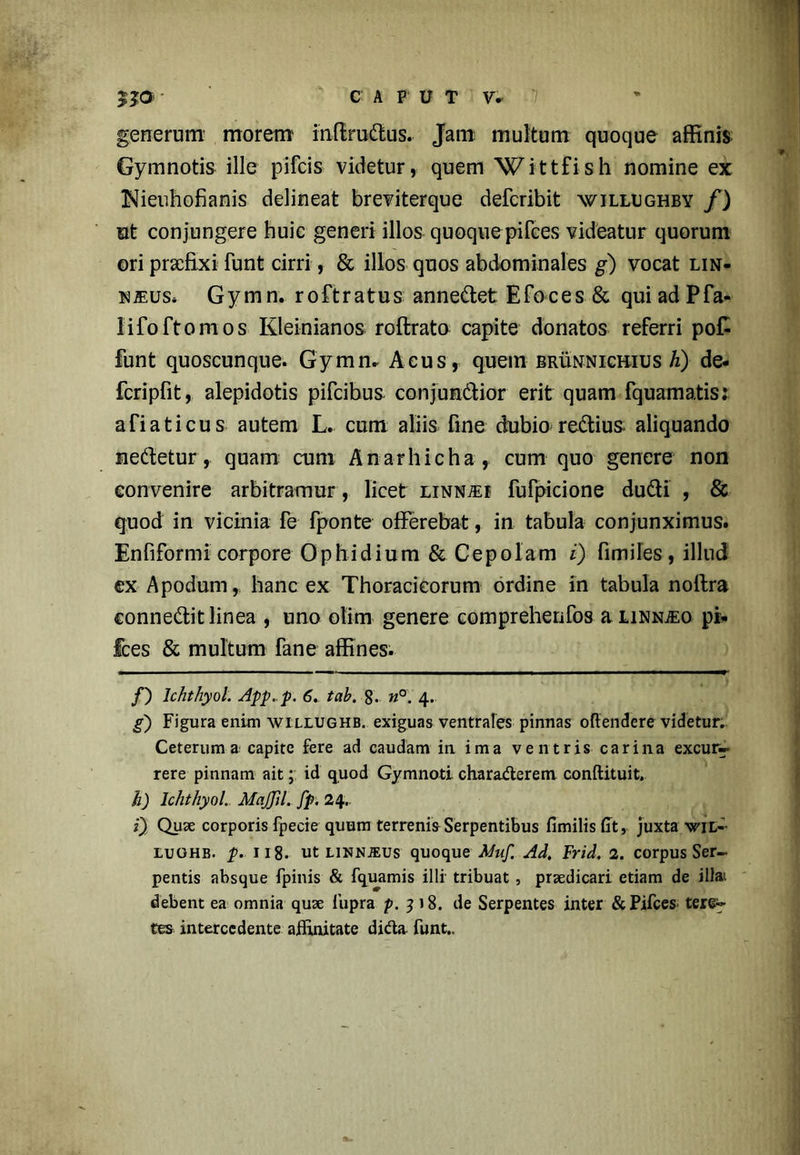 generum morem inftrudus. Jam multum quoque affinis Gymnotis ille pifcis videtur, quem Wittfish nomine ex Nieuhofianis delineat breviterque deferibit willughby /) ut conjungere huic generi illos quoque pilees videatur quorum ori praefixi funt cirri, & illos quos abdominales g) vocat lin- NiEuSi Gymn. roftratus annedet Efoces & quiadPfa- lifoftomos Kleinianos roftrato capite donatos referri pof- funt quoscunque. Gymn. Acusr quem brunnicbius h) de- fcripfit, alepidotis pifeibus conjundior erit quam fquamatis: afiaticus autem L. cum aliis fine dubio redius- aliquando nedetur, quam cum Anarhicha, cum quo genere non convenire arbitramur, licet linn;ei fulpicione dudi , & quod in vicinia fe fponte offerebat, in tabula conjunximus. Enfiformi corpore Ophidium & Cepolam i) fimiles , illud ex Apodum,. hanc ex Thoracicorum ordine in tabula noftra connedit linea , uno olim genere compreherifos a linnjeo pi- fces & multum fane affines. /) Ichthyol. App.p. 6. tab. g. n°. 4. g~) Figura enim willughb. exiguas ventrales pinnas oftendere videtur. Ceterum a; capite fere ad caudam in ima ventris carina excur- rere pinnam ait; id quod Gymnoti charaderem conftituit. h) Ichthyol. Majffil. fp. 24. 0 Quae corporis fpecie quum terrenis Serpentibus fimilis fit, juxta wil- lughb. p. 118. ut linnjeus quoque Muf. Ad. Frid, 2. corpus Ser- pentis absque fpinis & fquamis illi tribuat , praedicari etiam de illai debent ea omnia quae fupra p. 318. de Serpentes inter &Pifces teren- tes intercedente affinitate dida. funt..