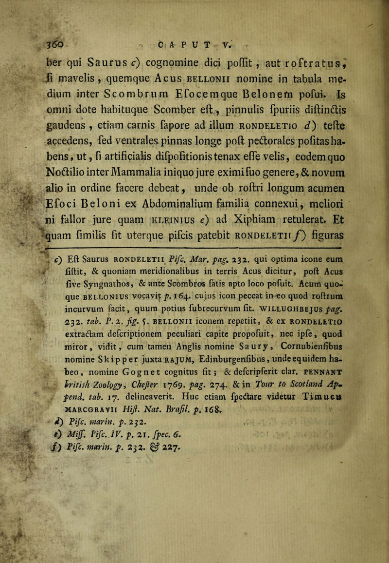 ber qui Saurus c) cognomine dici poffit , aut roftratus^ fi mavelis , quemque Acus bellonii nomine in tabula me- dium inter Scombrum Efocemque Belonem pofui. Is omni dote habituque Scomber eft^ pinnulis fpuriis diftinCtis gaudens , etiam carnis fapore ad illum rondeletio d) tefte accedens, fed ventrales pinnas longe poli pectorales pofitasha- bens, ut, fi artificialis difpofitionis tenax efie velis, eodem quo NoCtilio inter Mammalia iniquo jure eximifuo genere, & novum alio in ordine facere debeat, unde ob roffcri longum acumen Efoci Beloni ex Abdominalium familia connexui, meliori ni fallor jure quam kleinius e) ad Xiphiam retulerat. Et quam fimilis fit uterque pifcis patebit rondeletii /) figuras — £) Eft Saurus rondeletii Pifc. Mar. pag. 252. qui optima icone eum fift.it, & quoniam meridionalibus in terris Acus dicitur, poft Acus five Syngnathos, & ante Scombros fatis apto loco pofuit. Acum quo- que bellonius vocavit p. 164. cujus icon peccat in eo quod roftrum incurvum facit, quum potius fubrecurvum fit. willughbejus pag. 232. tab. P.z.Jig. 5. bellonii iconem repetiit, & ex rondeletio extradam defcriptionem peculiari capite propofuit, nec ipfe, quod miror, vidit, cum tamen Anglis nomine Saury, Cornubienfibus nomine Skipper juxta rajum, Edinburgenfibus, unde equidem ha- beo , nomine Gognet cognitus fit 5 & defcripferit clar. pennant iritish Zoology, Chejier 1769. pag. 274. & in Tour to Scotland Apm pend. tab. 17. delineaverit. Huc etiam fpe&are videtur T i rauci» MARCGRAvii Hijl. Nat. Brafel. p. I6g. i) Pifc. marin. p. 2J2. e) Miff. Pifc. IV. p. 21. fpec. 6. f) Pifc. marin. p. 232. 227-