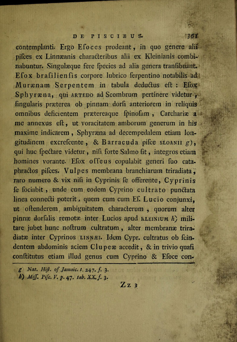 contemplanti. Ergo Efoces prodeant, in quo genere alii pifces ex Linnaeanis chara&eribus alii ex Kleinianis combi- nabuntur. Singulasque fere fpecies ad alia genera tranfibuant. Efox brafilien fis corpore lubrico ferpentino notabilis ad Murasnam Serpentem in tabula dedu&us eft : Efox Sphyrasna, qui artedo ad Scombrum pertinere videtur f fingularis praeterea ob pinnam dorfi anteriorem in reliquis omnibus deficientem prastereaque fpinofam , Carchariae a me annexus eft, ut voracitatem amborum generum in his maxime indicarem , Sphyrasna ad decempedalem etiam lon- gitudinem excrefcente , & Barracuda pifce sloanii g)9 qui huc fpedare videtur, nifi forte Salmo fit, integros etiam homines vorante. Efox offeus copulabit generi fuo cata- phra&os pifces. Vulpes membrana branchiarum triradiata, raro numero & vix nifi in Cyprinis fe offerente, Cyprinis fe fociabit , unde cum eodem Cyprino cultrato pun&ata linea conne&i poterit, quem cum cum Ef. Lucio conjunxi, ut offenderem ambiguitatem characterum quorum alter pinnas dorfalis remotas inter Lucios apud eleinium A) mili- tare jubet hunc noftrum cultratum , alter membranas trira- diatas inter Cyprinos linn^i. Idem Cypr. cultratus ob fcin- dentem abdominis aciem Clupeas accedit, & in trivio quafi conftitutus etiam illud genus cum Cyprino & Efoce con- g Nat. Hiji. of Jamaic. t. 247. /. 3. h) Mijf. Fifc. V. F. 47. tab. XX. f. 3. Zz 3