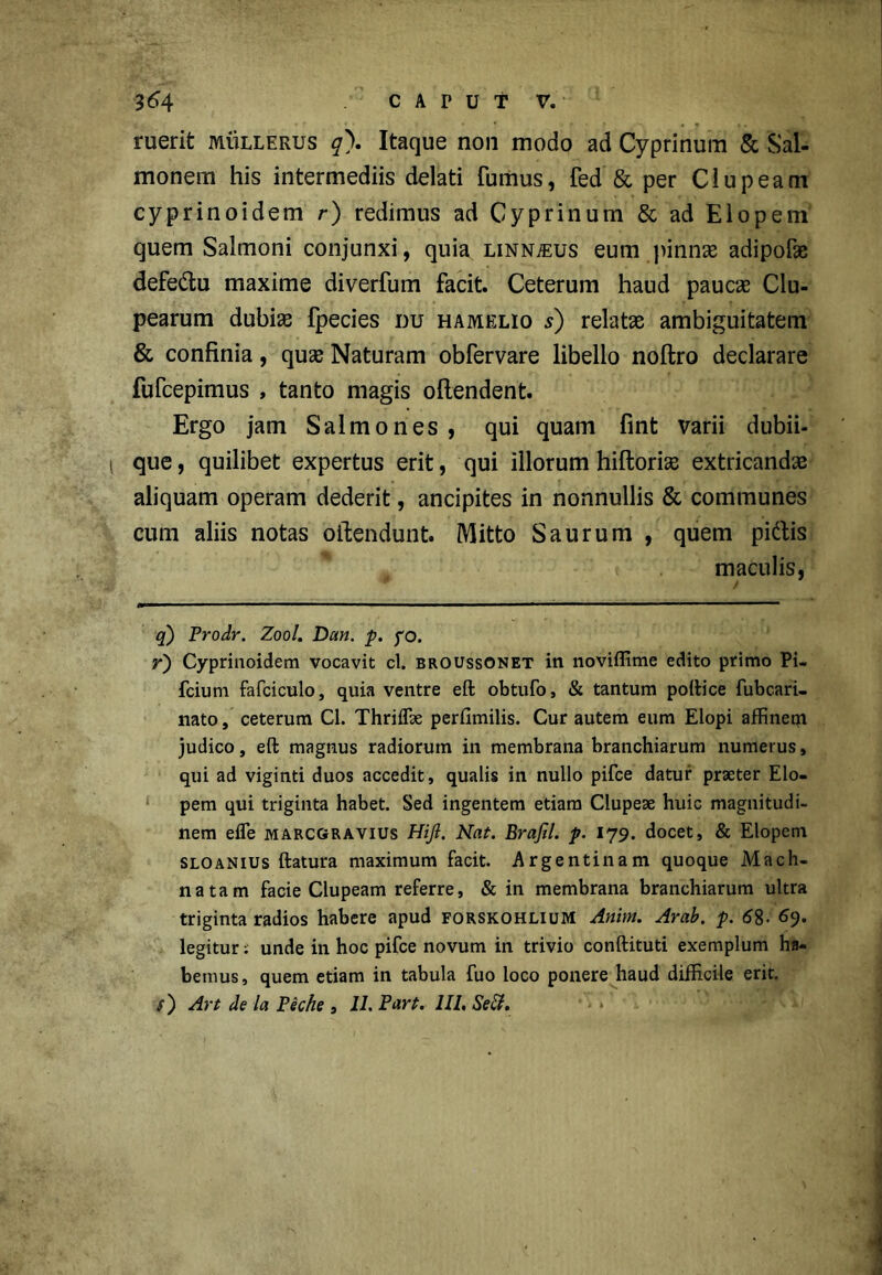 C A p u f V. 364 ruerit mullerus q\ Itaque non modo ad Cyprinum & Sal- monem his intermediis delati fumus, fed & per Clupeam cyprinoidem r) redimus ad Cyprinum & ad Elopem quem Salmoni conjunxi, quia linn.cus eum pinnae adipofae defedu maxime diverfum facit. Ceterum haud paucae Clu- pearum dubiae fpecies du hamelio s) relatae ambiguitatem & confinia, quae Naturam obfervare libello noftro declarare fufcepimus , tanto magis oftendent. Ergo jam Salmones, qui quam fint varii dubii- 1 que, quilibet expertus erit, qui illorum hifloriae extricandae aliquam operam dederit, ancipites in nonnullis & communes cum aliis notas oftendunt. Mitto S aurum , quem piftis maculis, q) Prodr. Zool. Dan. p. yo. r) Cyprinoidem vocavit cl. broussonet in noviflime edito primo Pi- fcium fafciculo, quia ventre eft obtufo, & tantum pollice fubcari- nato, ceterum Cl. Thrilfse perfimilis. Cur autem eum Elopi affinem judico, eft magnus radiorum in membrana branchiarum numerus, qui ad viginti duos accedit, qualis in nullo pifce datur praeter Elo- pem qui triginta habet. Sed ingentem etiam Clupeae huic magnitudi- nem efle marcgravius Hijl. Nat. Braftl. p. 179. docet, & Elopem sloanius ftatura maximum facit. Argentinam quoque Mach- natam facie Clupeam referre, & in membrana branchiarum ultra triginta radios habere apud forskohliuM Anim. Arab. p. 68- 69. legitur: unde in hoc pifce novum in trivio conftituti exemplum ha- bemus, quem etiam in tabula fuo loco ponere haud difficile erit.