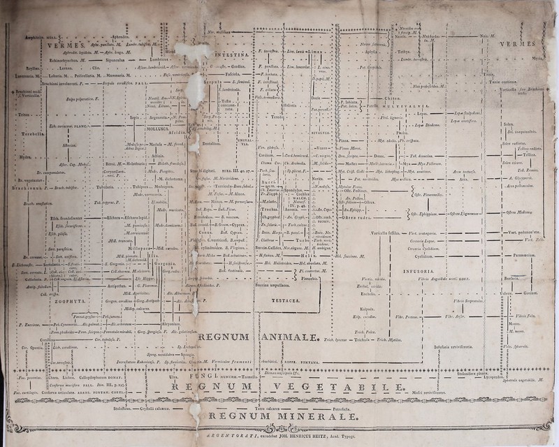 r Amphitr Scyllxa tneernaria. M Brachioni nudi * /. VorticeUz -Aphrodita. - 1- ♦ X* ♦ X* + x* + •;* +\*. VERMES. Apbr. fundata. AL lumbr. tkbifex, AI.--¥^- •x | 5 v Ner. rrocliluen - + + + + + + + + + + § + + 4-+H-+ ++ + + + + + + + + + * + + + + + + + + + + + + + + + + + +^‘ 4- Nertides ore% “t — V * *)J . » > \forcip.M. § f, vHirud Apbrodrt. lepidota. AI. — /fyfcr. /origa. i7/, Echinorhvnchus. Jf. 1 ■ ■ Sipunculus Lumbricus - - §- : I § . I . . . Lernxa. 1 i Clio. t * t t Afcar. lumbricoid,- Afcar. vcrmiciih .j. ..Lobaria. M. .. Pcilicelllfia. M. ..Mammaria. M. ii... . /b/c. «wif ri«/j p -| INTESTINA. G <acs(flr, — Gordius, Fafciola, + § -i - - ± + § -J- Ft terrejhis. -%-Liilf. Uvis -L i t I' I- ■ --I + F. fundata. -§- Lim. lanctelat. t r I § ■ + —F. barbata-. . §. * I m- ; §)) Brachioniinvolucrati.F. *—Scrpula corattiflca. pall.- : < i Hydra. Salpa poljcratica. F. i Ecbi coriaceus. PLANC. I AJltr. Cap. Aleduf Br. cauifanulatus. Br. vegetantes - | . Brachionus. P. — Bracb. tubi/ex. Brachi anaflatica. Br. cernuus, - Efch. frondefcentes I I Efcb. fecurifrons. Efch. pilofa. Sert. parajitica. J-Sert. uniflora. . I .1 : S. Lichenajlr. Sertnlaria.-: -S.fruti- | : : : cans. Sert. cornuta. L. :CeU. ci-:- Cell. az : i\liata.\ : culor. Cellularia. P. z+CeU.anguin. Jf.AJleria. Antif. flabellum.]— Cell. erijpa, Z 0 0 P H Y T A. CoryneGarf- . neri. F. Tubularia. Tub. papyrac. F. Efchara- Serp. : 1. : Nautil. A»t—W*Spirfi. Z uionites | I » la. zNaut. Lituus. J — I —• Sepia . Argonauta.-.--V. Potsu pilus. : MOLLUSCA. Af ci d ia. I Meiufa pe-:— Medufa - AI. frond. i dibus Sepia.: I . . . : . Aftinia. : I Holothuria: Holoth.frondofa. \ I I : Madr. Fungites. | Scrpula —— S. f eminui. + F. inteJUnal. §. I 1 + I C-§. S. lumbricalis. 1+ F. ciliata <-§. I t !+ I l § + Fafc. treineUaris. § I m a x - -* : L. cittc- * : reus. * - Nereis fetieornis. ) ^ - - Aplyfia . _ * . Fat. Crcpidbta. jl Nereis. i-Nais barba- — >| § ta.M. Tcthys. § § - Lumbr. terrejlris. - D.papil.M.* §(s I Serp.Pe-\- & i nis- i Ecfr'V| - --1- ^Afl/onchilcg.Al. I T Dentalium. 1-Tcft® ■ ... \ conc^me- I * + y l rato. | ; §Haliotis si i i It * Teredo| ■ . , Tubipora... Madrepora. Madr. vemicaria• If. nobilis. Madr. Cfcharxlapid. M. punticofa. I M.cervicornU t Mitt. truncata. I : I I : ; M i 11 e p o r a- 1 I : MiU. pinnata. | t zM.lichenoid. —z-S. Gorgonia.— — - - — Cell.eburnea. M.alcicorn. ■ -. C — Ifis Hippui Madr.damicorni: | ~MiUi carulea, - Antipathes. - - G. P luco mus. : MiU. Agaricites. I : Gorgon. coraUina -\-Gorg.Antipaih• : t MiUep. calcarea. Pennat.gryfea-:-:Pen.juncea.z I —Peh. Cynomoriu. ...Alc.palmat. I 5 j tat. i 4-i ■Alc. arboreum— Gorg.radie. ni 1 + s UN1VAL- VIA. 0 K- . Nais probofeidea. M. Pat.porccll.-* §((- §S)-P. labiatx. 1 Fat. lutea. > - Patella. - S i .3K. .... * C h i to n. I I multivalvia. I I - Ven. globofa. . i I ? Cardium. — Voljfjje-. C.ventricofi. B.ampull.. \-Card.hemicard. | Cts. ArcineUa. i: Sp.plicat. F,— ' o Lvama 1 S Stroi bi digitati. seba. III. 40. 27.— yTurb.fca• £ laris. Vr.fufus. AI* Neritoidens. : 1 11 J B u c c i- Stri N' ■ iTurricnlx-fittcc./«6«/.- ^ —xyuni. . : 11 1 -j C/i.Zflznrwr.yiSpondylus.— M.Fufts. — M. Aluco. Tr.Zi2.ypb. |- Cochlea AliRaia. Murex. — AI. perverfus— ii • ; Bull. Rapa. — Bull. Ficus. . , A terebeUum. — B. naucum. , ! 111 . t Bull. conoid.A—B. Oy/uw.-Cyprxa. . > 11 1 1 . I Conus. BilU. Cypraa. . £ I J . . _ I I ; WALCH. I ' : Natur/, l I :IV. p.4g. I I Anomia. — ] I I |-An. Grypb.-\ I |— Turb. calcar.] I -Al.clatbr.]^ | T rochus.j t^Cb.gryphod. Tr./olaris.- Bucc. Harpa ,—B. patui,— | <-1 {■ T. Clatbrus - ■ Turbo i:Buccin.Caflidea. Ner.elegans. M. - - - 4- - - Fbol. ligm §S- - - -i- - - • BIVALVXA.¥ §^|. . . . \ . . . . Pholas. 1 f l §-Pinna. \ - - Myt. edulis. \Ph. crijpata.  § I —Venus — * §- Venus Meroi. j ¥ § I l I —C. virgtn.* § Don. /cripta. [—Donax. — |- I. * § l M./olida-* § Maftra 'rMacb.lutraria,- \ § .1 —— — *— §Myt. Crijt. Galli-f— ¥ § I 1 Ncrita. —* — — Fat. neritoidec. - Lepas. ■ I I Lepus Diadema. J-Mya — Alya Fidorum. I N. nodo/a. * § Alytulus Frons. Oftr. Pe&ines. Alyt. lithopbag.—\—Myt. anatinus. Alya ardica. — — — 1 * §OJlr.folium—(—Oftrca. ¥ § { I I .-An. Cepa-* §—IAn.Epbipp.-\- .Oftr.umb.¥ §—Oftr ex rudes. — recurv. * $ l OJlr. Pleuronedcs. ^ OJlr. Ephippium. —— •1. cylindroidex. B. Virginea. (H I l• iuris Mida — BuU.achatina—. — H.flamea. M. | . g, He Scaraba■ ■ -f - H.JiniJlrorfet> Hei. Haliotoidea.—Hei. obvoluta. AI. 1 1 0' Bucc. Ne-* ritoideumS Turb. neri-* toideus. * H. ambigua.* I lix. * I Hei. /uccinea. AI. .Vorlicellx feflilcs. — Vort. cratagaria. — I Cercaria Lupus. , I Cercaria Cyclidium. I ;i. Cyclidium. ■ ■ ■■■ I Serpito Jpirorbis. - I I Bull. fontinalis. — I FI. contortus. AI. I INFUSORIA. VERMES. Mycii^ . .'Txnia. 1 t 1 .| y Txmx continux. —Lepas /calpellum. I I Lepm anatifera. . Vorticell.i /ve Brachioni $- j nudi. Solcn. Sol. inaquivalvis. Solen radiatus. Tellina radiata. —-Tellina. Arca tortuo/a. I — Arca. — •OJlrea I/ognomum —' Alc. Alburnum. F j — —Alc. Asbejl 1 Alcyon, rffeidioides. F. I r, vBuccina ampullacea. TESTACEA. Vortic. viridis. Encbel. viridis. I Enchelis. - Vibrio Anguittula aceti. GOEZ. I Solen viret — A. Glycymeris. r . Arca pedunculus. — OJlr e a Malleus* —Vort. pedunot^atx. -■ Vort. Fc'is. | I Volvox. — ( IV Vibrio SerpentulUs.i Alcyonium. I Pcnn.phalloides—Fenn./tirpea.z-Pennatulamirubil. t Gorg.Jpongiofa. F. Alc. gelat I jg$ Cor. Opuntia. § -X-+ f i: S &+ Cor. tubulo/a. F. I Lich. corallinus. § § S no/uns, •> > «> w Sp. L Spong. ventilabra — Spongia. Kolpoda. I Kolp. cucullus. Vibr. Proteus. —1 • Vibr. Au/er. Tricb. Pulex. j ¥ | I Tricb. lynceus — Trichoda — Tricb. Mytilus. a-if -b- *? Incruflatum Rakanien/e. P. Sp.fluviatilis. Clavaria.M. Vermiculus frumenti j> §rbachitici. § ROffr. Fontana. 0 c § *+ Cor.terreflris.% - . . , _ »+ •* S ? § § ? ? S A § h--b -9 ^ if- *-S § f-+ ♦ A ^ ■*•? t-if- * * A S *• -tt- + ^ ^ 4-h{« -V 0 ? s ? § ? § § ? Fkc. pavonius. Chara. Lichen. Callopilophorum donat. § § Ulva. X § § I JJConferva mucifera pall. Itin. III, p. 293.5 § 1 § § Infuforia reVivifcentia. § § § § — Vibrio Falx; 1 Monas. I AI. termo. *Volv. Jpbtcrula. * § R E Fuc. cartilagin. Confcrvx articulatx. ADANS. FONTAN. CORTI.-S— — § ““ — — i*- ««§« if- -if- if- 9 if-if-ifrjt. if- 6 -^-§ ^ -6 v «k ^ S 6--* -4-^-^- if- ^ n VF-r» T ' § Dtornca mu/cipula & c, § Stoloniferx piant*. * S J? U JN u 1* munchh.-Tremella. §— — ■ ,, . , _ ««. - —— Lycoperdon. § § g Spharula vegetabilis. AI. I VEGETABILE» 1 Stalattites. Cryftalli calcarex. § - § — ' Terra calcarea R E G N G — — — — Mufci revivifeentes. Petrefadla. I N E R A L E» ARGENTORATI, excudebat JOH. HENRICUS HEITZ, Acad. Typogr.