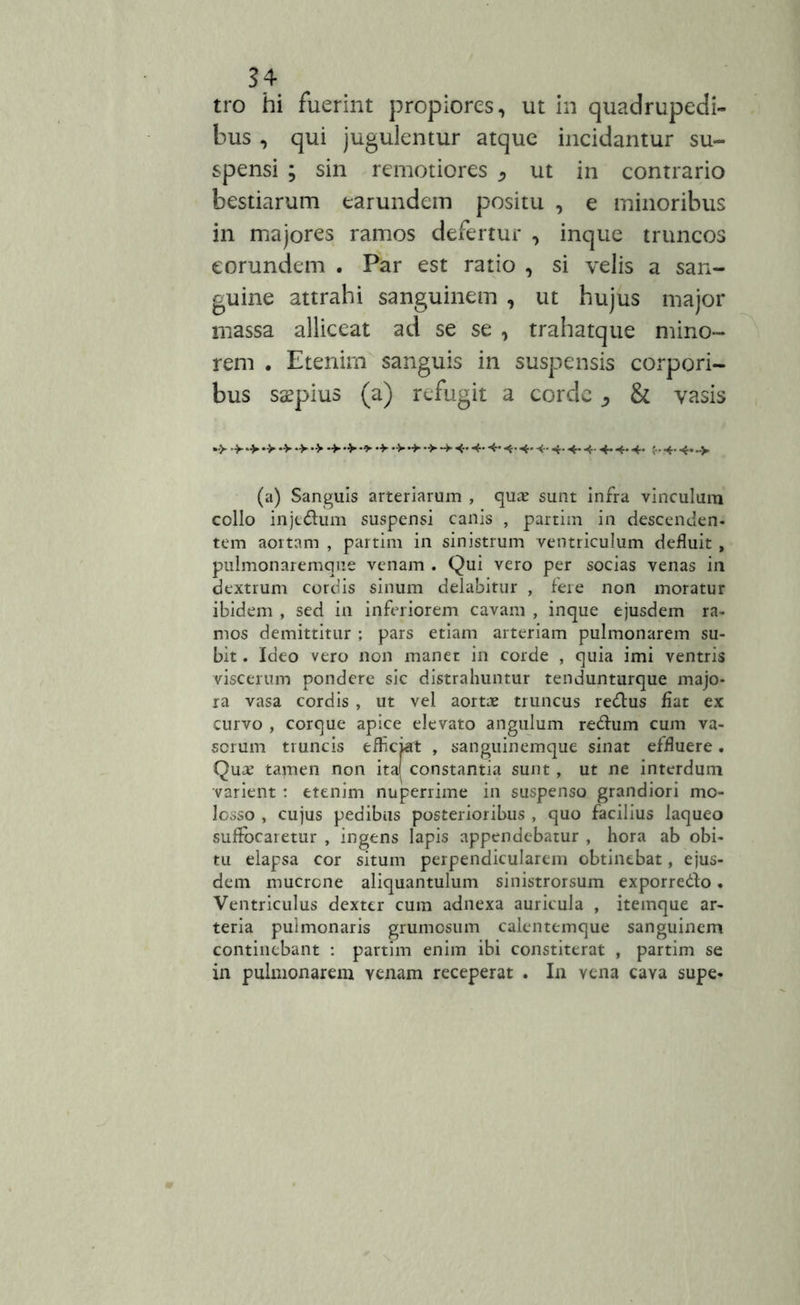 tro hi fuerint propiores, ut in quadrupedi- bus , qui jugulentur atque incidantur su- spensi ; sin remotiores * ut in contrario bestiarum earundem positu , e minoribus in majores ramos defertur , inque truncos eorundem . Par est ratio , si velis a san- guine attrahi sanguinem , ut hujus major massa alliceat ad se se , trahatque mino- rem . Etenirn sanguis in suspensis corpori- bus saepius (a) refugit a corde ^ & vasis *> •>*>•>*V •>•» -*•+■•> •>->-*• <• <■ 4--*• 4- -*• •> (a) Sanguis arteriarum , qua? sunt infra vinculum collo injedtum suspensi canis , partim in descenden- tem aortam , partim in sinistrum ventriculum defluit , pulmonaremqne venam . Qui vero per socias venas in dextrum cordis sinum delabitur , fere non moratur ibidem , sed in inferiorem cavam , inque ejusdem ra- mos demittitur ; pars etiam arteriam pulmonarem su- bit . Ideo vero non manet in corde , quia imi ventris viscerum pondere sic distrahuntur tendunturque majo- ra vasa cordis , ut vel aortae truncus redlus fiat ex curvo , corque apice elevato angulum redtum cum va- sorum truncis efficiat , sanguinemque sinat effluere . Quae tamen non ita| constantia sunt, ut ne interdum varient : etenim nuperrime in suspenso grandiori mo- losso , cujus pedibus posterioribus , quo facilius laqueo suffocaretur , ingens lapis appendebatur , hora ab obi- tu elapsa cor situm perpendicularem obtinebat, ejus- dem mucrone aliquantulum sinistrorsum exporredto. Ventriculus dexter cum adnexa auricula , itemque ar- teria pulmonaris grumosum calentemque sanguinem continebant : partim enim ibi constiterat , partim se in pulmonarem yenam receperat . In vena cava supe-