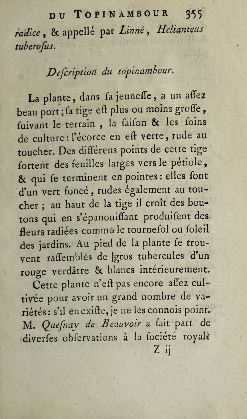 radice , 8c appelle par Linné 9 Helianteus tuberofus. Defcription du topinambour. La plante, dans fa jeuneffe, a un affez beau port;fa tige eft plus ou moins groffe, fuivant le terrain , la faifon & les foins de culture: l’écorce en eft verte, rude au toucher. Des différens points de cette tige fortent des feuilles larges vers le pétiole, & qui fe terminent en pointes : elles font d’un vert foncé, rudes également au tou- cher ; au haut de la tige il croît des bou- tons qui en s’épanouiffant produifent des fleurs radiées comma le tournelol ou foleil des jardins. Au pied de la plante fe trou- vent raffemblès de |gros tubercules d’un rouge verdâtre &. blancs intérieurement. Cette plante n’efl pas encore affez cul- tivée pour avoir un grand nombre de va- riétés : s’il en exifte, je ne les connois point. M. Quefnav de Beauvoir a fait part de diverfes obfervations à la fuciété royak
