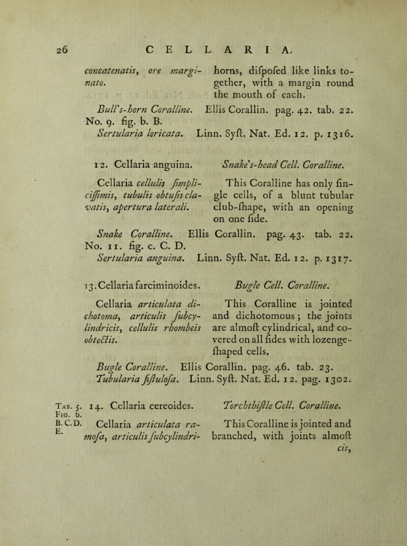 pq W concatenatis^ ore tnargi- horns, dlfpofed like links to- nato. gether, with a margin round the mouth of each. Buirs-horn Corallme. Ellis Corallin. pag. 42. tab. 22. No. 9. fig. b. B. Sertularia loricata, Linn. SyPc. Nat. Ed. 12. p. 1316. Cellaria celluUs fimpU- cijft?nts^ tuhulis obtufis cla- vatisj apertura laterali. This Coralline has only fin- gle cells, of a blunt tubular club-fhape, with an opening on one fide. Sitake Coralline, Ellis Corallin. pag. 43. tab. 22. No. II. fig. c. C. D. Sertularia anguina, Linn. Syft. Nat. Ed. 12. p. 1317. 13. Cellaria farciminoides. Cellaria articulata di- choto7?ta^ articulis fuhcy- lindricisy cellulis rhombeis obteElis, Bugle Corallme, T^ubularia jijlulofa. Bugle Cell, Coralline, This Coralline is jointed and dichotomous ; the joints are almofi: cylindrical, and co- vered on all fides with lozenge- fhaped cells. Ellis Corallin. pag. 46. tab. 23. Linn. Syft. Nat. Ed. i 2. pag. 1302; Tab. 5. iG. b. .C.D. 14. Cellaria cereoides. Cellaria articulata ra- mofuy articulisfubcylindmi- H'orchthijlle Cell. Coralline, This Coralline is jointed and branched, with joints almoft cisy