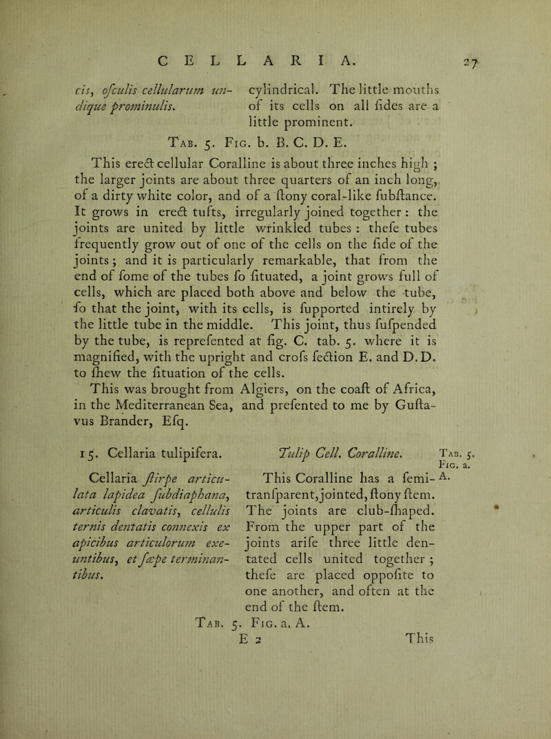 CIS ofculis cellulartim tm- clique prommulis. cylindrical. The little mouths of its cells on all (ides are a little prominent. Tab. 5. Fig. b. B. C. D. E. This eredl cellular Coralline is about three inches high ; the larger joints are about three quarters of an inch long, of a dirty white color, and of a ftony coral-like fubflance. It grows in eredl tufts, irregularly joined together: the joints are united by little wtinkled tubes : thefe tubes frequently grow out of one of the cells on the fide of the joints; and it is particularly remarkable, that from the end of fome of the tubes fo lituated, a joint grows full of cells, which are placed both above and below the tube, fo that the joint, with its cells, is fupported intirely by the little tube in the middle. This joint, thus fufpended by the tube, is reprefented at fig. C. tab. 5. where it is magnified, with the upright and crofs fedlion E. and D.D. to fliew the fituation of the cells. This was brought from Algiers, on the coafl of Africa, in the Mediterranean Sea, and prefented to me by Gufia- vus Brander, Efq. 15. Cellaria tulipifera. Cellaria Jlirpe articis- lata lapidea fubdiaphana.^ articulis clavatis, cellulis ternis desitatis comiexis ex apicibus articulorwn exe- untibus^ et faspe terminass- tibus. Tidip Cell. Coralline. Tab. 5. Fxg. a. This Coralline has a femi- tranfparent, jointed, ftony ftem. The joints are club-fhaped. From the upper part of the joints arife three little den- tated cells united together ; thefe are placed oppofite to one another, and often at the end of the ftem. Tab. 5, Fig. a. A.