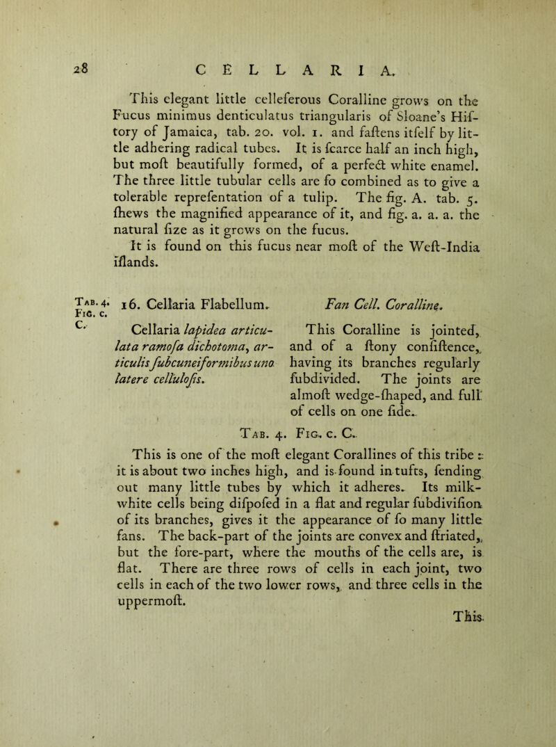 This elegant little celleferous Coralline grows on the Fucus minimus denticuiatus triangularis of Sloane’s Hif- tory of Jamaica, tab. 20. voL i. and faftens itfelf by lit- tle adhering radical tubes. It is fcarce half an inch high, but moft beautifully formed, of a perfed white enamel. The three little tubular cells are fo combined as to give a tolerable reprefentation of a tulip. The fig. A. tab. 5. fhews the magnified appearance of it, and fig. a. a. a. the natural fize as it grows on the fucus. It is found on this fucus near moil of the Weft-India iflands. Tab. 4. Cellaria Flabellum. FiC. c. Cellaria lapidea articu- lata ramofa dichotomay ar- ticulisfubcuneiformibusMW. latere celtulojli. Tab. 4. Fan CelL Coralline^. This Coralline is jointed, and of a ftony confiftence,^ having its branches regularly fubdivided. The joints are almofi: wedge-fhaped, and. full of cells on one fide. Fig. c. C.. This is one of the moft elegant Corallines of this tribe :: it is about two inches high, and is-found in tufts, fending^ out many little tubes by which it adheres. Its milk- white cells being difpoled in a flat and regular fubdivifiort of its branches, gives it the appearance of fo many little ' fans. The back-part of the joints are convex and flriated,, but the fore-part, where the mouths of the cells are, is flat. There are three rows of cells in each joint, two cells in each of the tw'o lower rows,, and three cells in the uppermofl:.