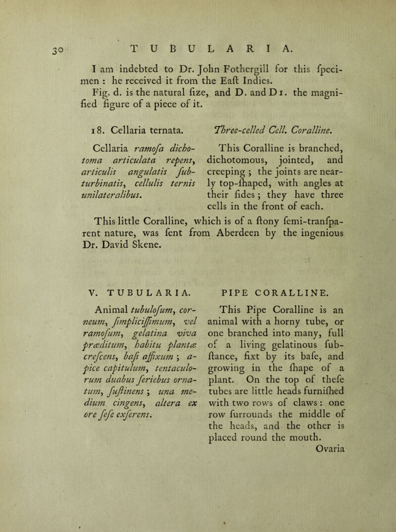 I am indebted to Dr. John Fothergill for this fpeci- men : he received it from the Eaft Indies. Fig. d. is the natural fize, and D. and Di. the magni- fied figure of a piece of it. 18. Cellaria ternata. l^hree-celled Cell, Corallme, Cellaria ramofa dicho- toma articulata repens^ articulis angulatis fub- turbinatis^ cellulis terms unilateralibus. This Coralline is branched, dichotomous, jointed, and creeping ; the joints are near- ly top-fhaped, with angles at their fides; they have three cells in the front of each. This little Coralline, which is of a ftony femi-tranfpa- rent nature, was fent from Aberdeen by the ingenious Dr. David Skene. V. TUBULARIA. Animal tubulofum^ cor- neum^ fimpUcijftmum^ vel ramofum^ gelatina viva prceditiun^ habitu planted crefeens^ bafi ajfixmn ; a- pice capitulum^ te?ttaculo- rujn duabus feriebus or7ia- tum^ fujlinens \ una 7ne- diu7n cingens^ altera ex ore fefe exferens-. PIPE CORALLINE. This Pipe Coralline is an animal with a horny tube, or one branched into many, full of a living gelatinous fub- ftance, fixt by its bafe, and growing in the fhape of a plant. On the top of thefe tubes are little heads furnifhed with two rows of claws: one row furrounds the middle of the heads, and the other is placed round the mouth. Ovaria