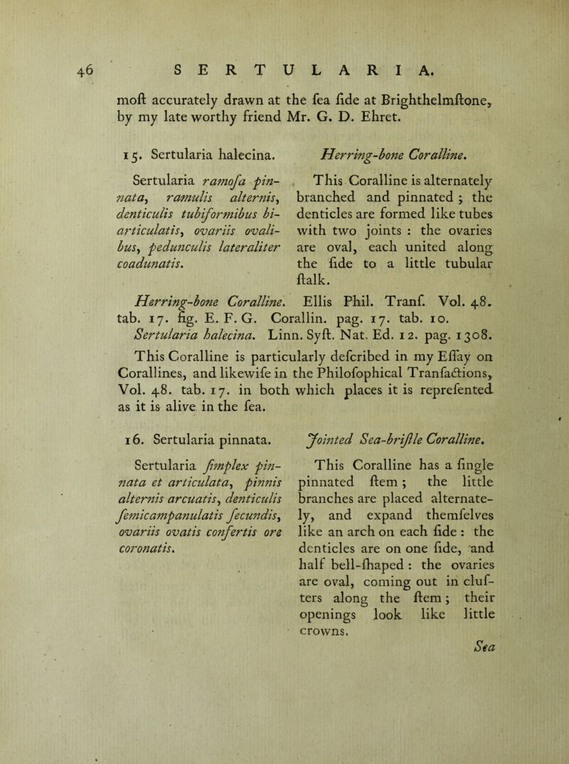 moft accurately drawn at the fea hde at Brighthelmftone, by my late worthy friend Mr. G. D. Ehret. 15, Sertularia halecina. Herring-bone Coralline, Sertularia ramofa pin- natUy ramulis alternis^ denticulis tubiformibus bi~ articulatis^ ovariis ovali- buSy pedunculis lateraliter coadunatis. This Coralline is alternately branched and pinnated ; the denticles are formed like tubes with two joints : the ovaries are oval, each united along the lide to a little tubular ftalk. Herring-bone Coralline, Ellis Phil. Tranf. Vol. 48. tab. 17. fig. E. F. G. Corallin. pag. 17. tab. lo. Sertularia halecina, Linn. Syft. Nat. Ed. 12. pag. 1308. This Coralline is particularly defcribed in my Efiay on Corallines, and likewife in the Philofophical Tranfadions, Vol. 48. tab. 17. in both which places it is reprefented as it is alive in the fea. 16. Sertularia pinnata. Sertularia fimplex pin- nata et articulata^ pinnis alternis arcuatis^ denticulis femicampanulatis fecundis^ ovariis ovatis confertis ore coronatis. yointed Sea-brijlle Coralline, This Coralline has a fingle pinnated ftem; the little branches are placed alternate- ly, and expand themfelves like an arch on each fide : the denticles are on one fide, and half bell-fbaped : the ovaries are oval, coming out in cluf- ters along the ftem; their openings look like little crowns. Sea