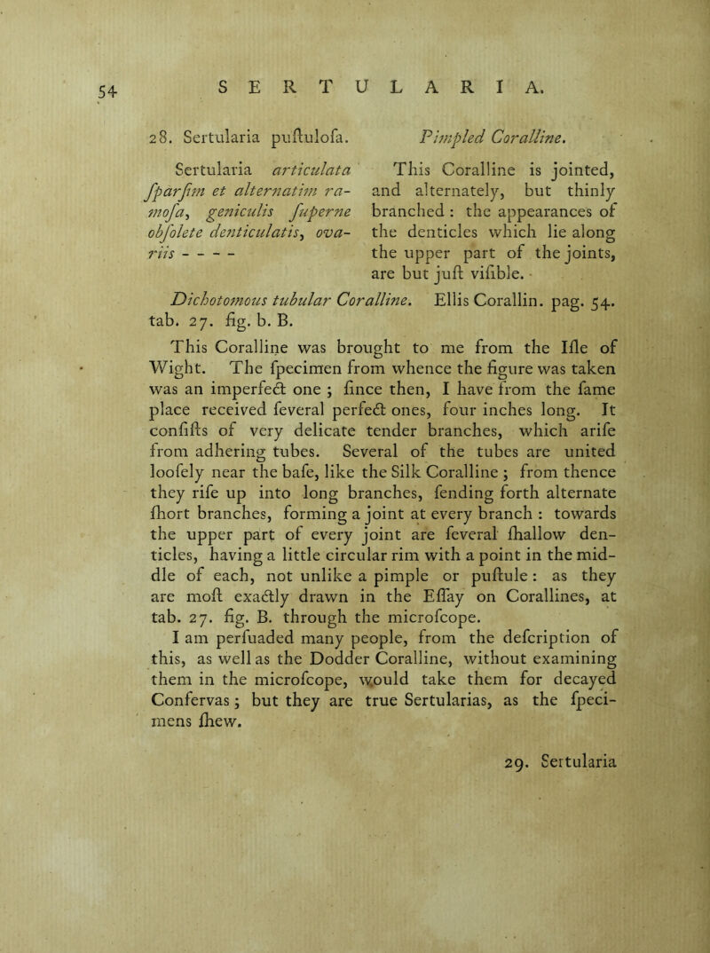 28. Sertularia piillulofa. Pimpled Coralline, Sertularia articulata fpdrji?n et alternatim ra- mofa^ geniculis fuperne obfolete denticulatis^ ova- 7''ttS Tins Coralline is jointed, and alternately, but thinly branched : the appearances of the denticles which lie along the upper part of the joints, are but juft viftble. - Dichotomous tubular Coralline, Ellis Corallin. pag. 54. tab. 27. fig. b. B. This Coralline was brought to me from the Ifte of Wight. The fpecimen from whence the figure was taken was an imperfedt one ; fince then, I have from the fame place received feveral perfed: ones, four inches long. It confifts of very delicate tender branches, which arife from adhering tubes. Several of the tubes are united loofely near the bafe, like the Silk Coralline ; from thence they rife up into long branches, fending forth alternate fhort branches, forming a joint at every branch : towards the upper pa!rt of every joint are feveral fhallow den- ticles, having a little circular rim with a point in the mid- dle of each, not unlike a pimple or puftule: as they are moft exadly drawn in the Eflay on Corallines, at tab. 27. fig. B. through the microfcope. I am perfuaded many people, from the defcription of this, as well as the Dodder Coralline, without examining them in the microfcope, w^ould take them for decayed Confervas; but they are true Sertularias, as the fpeci- mens fliew.