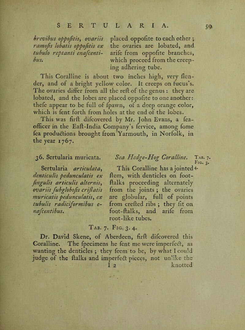 hrevihus oppojitis^ ovariis placed oppofite to each other ; 7^amofis lobatis oppofitis ex the ovaries are lobated, and ttcbulo 7^eptanti enafcenti- arife from oppofite branches, bus, which proceed from the creep- ing adhering tube. This Coralline is about two inches high, very dea- der, and of a bright yellow color. It creeps on tucus’s. The ovaries differ from all the reft of the genus: they are lobated, and the lobes are placed oppofite to one another: thefe appear to be full of fpawn, of a deep orange color, which is fent forth from holes at the end ol the lobes. This was firft difcovered by Mr. John Evans, a fea- officer in the Eaft-India Company’s fervice, among fome fea productions brought from'Yarmouth, in Norfolk, in the year 1767. 36. Sertularia muricata. Sertularia artkulata^ denticuUs pedu77culatis ex fingulis articulis alternis^ ovariis fubglobojis crijlatis muricatis pedunculatis^ ex tubulis radiciformibus e- nafcentibus. Sea Hedge-Hog Coralline. Tab. 7. Fig. 3. This Coralline has a jointed 4* ftem, with denticles on foot- ftalks proceeding alternately from the joints ; the ovaries are globular, full of points from crefted ribs ; they fit on foQt-ftalks, and arife from root-like tubes. Tab. 7. Fig. 3.4. Dr. David Skene, of Aberdeen, firft difcovered this Coralline. The fpecimens he fent me were imperfeCt, as wanting the denticles ; they feem to be, by what I could judge of the ftalks and imperfeCl pieces, not unlike the I 2 knotted
