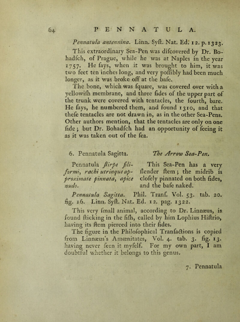 Pennatula ante7t?iina. Linn. Syfl. Nat. Ed. 12. p. 1323, This extraordinary Sea-Pen was difcovered by Dr. Bo- hadfch, of Prague, while he was at Naples in the year 1757. He fays, when it was brought to him, it was two feet ten inches long, and very poffibly had been much longer, as it was broke off at the bafe. The bone, which was fquare, was covered over with a yellowifh membrane, and three (ides of the upper part of the trunk were covered with tentacles, the fourth, bare. He fays, he numbered them, and found 1310, and that thefe tentacles are not drawn in, as in the other Sea-Pens. Other authors mention, that the tentacles are only on one fide ; but Dr. Bohadfch had an opportunity of feeing it as it was taken out of the fea. 6. Pennatula Sagitta. Pennatula Jiirpe jiU- Jormi^ rachi utrinque ap~ proximate pinnata^ apice nudo. T^he Arrow Sea-Pen, This Sea-Pen has a very Bender Bern; the midrib is clofely pinnated on both fides, and the bafe naked. Pennatula Sagitta. Phil. Tranf. Vol. 53. tab. 20. ng. 16. Linn. Syft. Nat, Ed. 12. pag. 1322. This very fmall animal, according to Dr. Linnaeus, is found flicking in the hfh, called by him Lophius Hiflrio, having its Bern pierced into their hdes. The figure in the Philofophical TranfacBions is copied from Linnaeus’s Amcenitates, Vol. 4. tab. 3. fig. 13. having never feen it myfelf. For my own part, I am doubtful wT^ether it belongs to this genus. 7. Pennatula