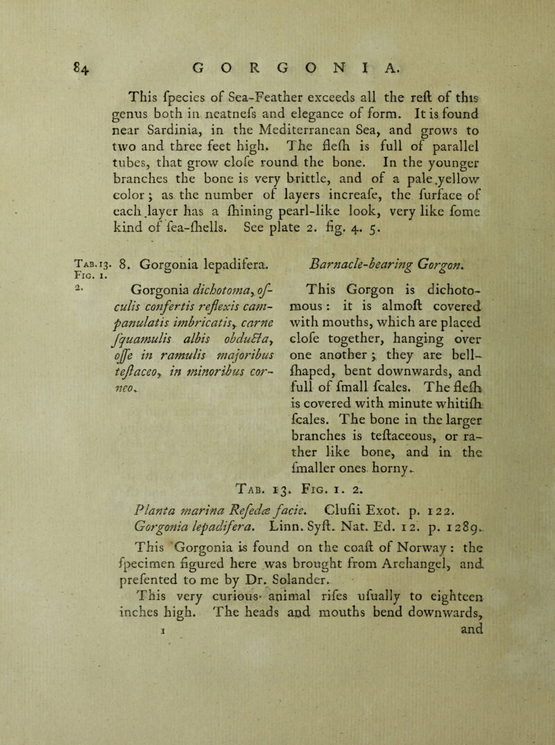 Tab. 13 Fig. I. 2. This fpecies of Sea-Feather exceeds all the reft of this genus both in neatnefs and elegance of form. It is found near Sardinia, in the Mediterranean Sea, and grows to two and three feet high. The flefh is full of parallel tubes, that grow clofe round the bone. In the younger branches the bone is very brittle, and of a pale .yellow color; as the number of layers increafe, the furface of each .layer has a fhining pearl-like look, very like fome kind of fea-fliells. See plate 2. fig. 4. 5. Barnacle-hearing Gorgon, This Gorgon is dichoto- mous ; it is aim oft covered with mouths, which are placed clofe together, hanging over one another y they are bell- fhaped, bent downwards, and full of fmall fcales. Theflelh is covered with minute whitifti; fcales. The bone in the larger branches is teftaceous, or ra- ther like bone, and in the fmalLer ones, horny.. Tab. 13. Fig. i. 2. Planta marina Refedce facie, Clufti Exot. p. 122. Gorgonia lepadifera, Linn. Syft. Nat. Ed. 12. p. 1289.. This 'Gorgonia is found on the coaft of Norway: the fpecimen figured here was brought from Archangel, and prefented to me by Dr. Solander. This very curious* animal rifes ufually to eighteen inches high. The heads and mouths bend downwards, 2 and • 8. Gorgonia lepadifera. Gorgonia dichotomayof- culis confertis reflexis cam- panulatis imhricatisy came fquamulis alhis ohduEiay ojfe in ramulis majorihus tefaceOy in minorlhus cor- neo.