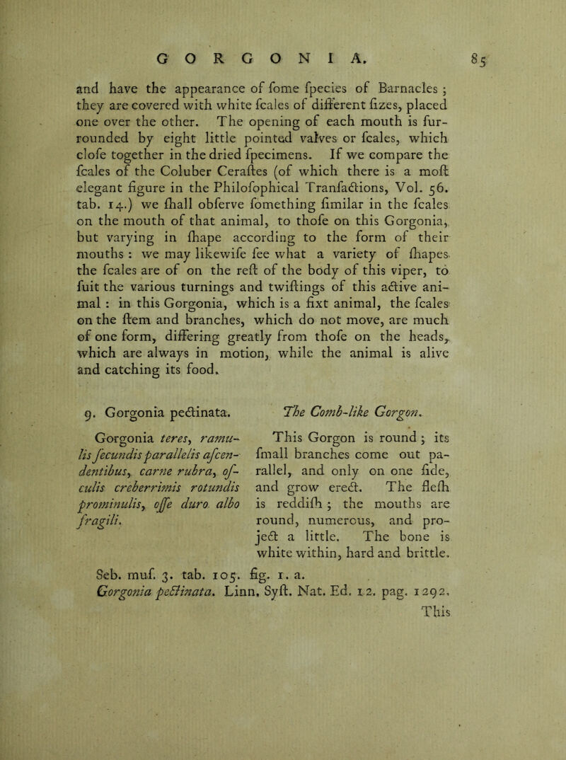 and have the appearance of fome fpecies of Barnacles ; they are covered with white fcales of different lizes, placed one over the other. The opening of each mouth is fur- rounded by eight little pointed valves or fcales, which clofe together in the dried fpecimens. If we compare the fcales of the Coluber Ceraftes (of which there is a moff elegant figure in the Philofpphical Tranfadions, VoL 56. tab. 14.) we fhall obferve fomething fimilar in the fcales on the mouth of that animal, to thofe on this Gorgonia,, but varying in fliape according to the form of their mouths : we may likewife fee what a variety of fiiapes^ the fcales are of on the reft of the body of this viper, to fuit the various turnings and twiftings of this acftive ani- mal : in this Gorgonia, which is a fixt animal, the fcales^ on the ftem and branches, which do not move, are much of one form, differing greatly from thofe on the heads,, which are always in motion, while the animal is alive and catching its food^ 9. Gorgonia pe<ftinata. Gorgonia teres^ ramti-- Us fecundis parallelis afceit- dentibuSy came rubray of- cults creberrnms rotundis prominulisy offe duro. albo fragili. 7he Comb-like Gorgon, This Gorgon is round ; its fmall branches come out pa- rallel, and only on one fide, and grow erecft. The fiefti is reddifh ; the mouths are round, numerous, and pro- je£l a little. The bone is white within, hard and brittle. Seb. muf. 3. tab. 105. fig. i. a. Gorgonia peBinata, Linn, Syft. Nat. Ed. 12. pag, 1292, This
