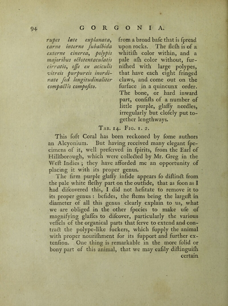 rupes late expla^tata^ car7ie interne jubalbida externe cinerea^ polypis 7najoribus ocioteritaculatis cirratis^ ojfe ex aciculis vitreis purpureis inordi- 7tate fed longitudinaliter compaBis compofito. from a broad bafe that is fpread upon rocks. The flefh is of a whitilh color within, and a pale afh color without, fur- nifhed with large polypes, that have each eight fringed claws, and come out on the furface in a quincunx order. The bone, or hard inward part, conlifts of a number of little purple, glafly needles, irregularly but clofely put to- gether lengthways. Tab. 14. Fig. i. 2. This foft Coral has been reckoned by fome authors an Alcyonium. But having received many elegant fpe- cimens of it, well preferved in fpirits, from the Earl of Hilliborough, which were colledled by Mr. Greg in the Weft Indies ; they have afforded me an opportunity of placing it with its proper genus. The firm purple glafly inftde appears fo diftincft from the pale white flefhy part on the outfide, that as foon as I had difcovered this, I did not hefitate to remove it to its proper genus : beftdes, the ftems being the largeft in diameter of all this genus clearly explain to us, what we are obliged in the other fpecies to make ufe of magnifying glafles to difcover, particularly the various veflels of the organical parts that ferve to extend and con- trail the polype-like fuckers, which fupply the animal with proper nourifhment for its fupport and further ex- tenfion. One thing is remarkable in the more folid or bony part of this animal, that we may eafily diftinguifh certain