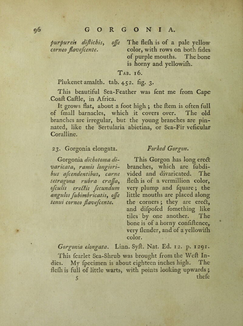 GORGONIA. purpureh dijlichisy ojfe The flefh is of a pale yellow corneo Jiavefcente. color, with rows on both lides of purple mouths. The bone is horny and yellowilh. Tab. i6. Plukenet amalth. tab. 452. fig. 3. This beautiful Sea-Feather was fent me from Cape .Coafl: Caftle, in Africa. It grows flat, about a foot high ; the ftem is often full of fmall barnacles, which it covers over. The old branches are irregular, but the young branches are pin- nated, like the Sertularia abietina, or Sea-Fir veficular Coralline. 23. Gorgonia elongata. Forked Gorgon, Gorgonia dichotoma di- varicata^ ramis longiori- hus afcendentibuSy cariie ietragofta rubra crajja^ ofculis ereSiis fecundum angulos fubimbricatisy oJfe tenui corneo flavefcente. This Gorgon has long eredb branches, which are fubdi- vided and divaricated. The fielh is of a Vermillion color, very plump and fquare; the little mouths are placed along the corners; they are eredt, and difpofed fomething like tiles' by one another. The bone is of a horny confifience, very fiender, and of a yellowilh color. Gorgonia elongata. Linn. Syfi. Nat. Ed. 12. p. 1291. This fcarlet Sea-Shrub was brought from the Weft In- dies. My fpecimen is about eighteen inches high. The fiefti is full of little warts, with points looking upwards; ft