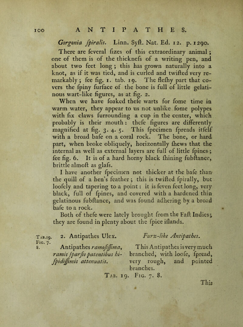 Gorgonia fpiralis, Linn. Syft. Nat. Ed. 12. p. 1290. There are feveral fizes of this extraordinary animal ; one of them is of the thicknefs of a writing pen, and about two feet long ; this has grown naturally into a knot, as if it was tied, and is curled and twifted very re- markably ; fee fig. I. tab. 19. The flefiiy part that co- vers the fpiny furface of the bone is full of little gelati- nous wart-like figures, as at fig. 2. When we have foaked thefe warts for fome time in warm water, they appear to us not unlike fome polypes with fix claws furrounding a cup in the center, which probably is their mouth : thefe figures are differently magnified at fig. 3. 4. 5. This fpecimen fpreads itfelf with a broad bafe on a coral rock. The bone, or hard part, when broke obliquely, horizontally fhews that the internal as well as external layers are full of little fpines ; fee fig. 6. It is of a hard horny black lliining fubftance, brittle almoft as glafs. I have another fpecimen not thicker at the bafe than* the quill of a hen’s feather ; this is twifted fpirally, but loofely and tapering to a point: it is feven feet long, very ' black, full of fpines, and covered with a hardened thin gelatinous fubftance, and was found adhering by a broad bafe to a rock. Both of thefe were lately brought from the Eaft Indies^ they are found in plenty about the fpice iftands. Tab.19. 2. Antipathes Ulex. Furz~like Antipathes. Fig. 7. ^ 8. hn\A.^2i\}ci^%ramofiffima^ This Antipathes is very much ramisJparfispatentibus hi- branched, with loofe, fpread, fpidijftmis attenuatis, very rough, and pointed branches. Tab. 19. Fig. 7. 8. This