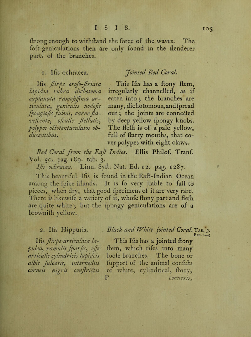 ftrong enough to withftand the force of the waves. The foft geniculations then are only found in the flenderer parts of the branches. I. Ills ochracea. 'Jointed Red CoraL This Ifis has a ftony flem, irregularly channelled, as if eaten into ; the branches are many, dichotomous, and fpread out; the joints are conneded by deep yellow fpongy knobs. The llefh is of a pale yellow, full of flarry mouths, that co- ver polypes with eight claws. Red Coral from the Raft Indies. Ellis Philof. Tranf. Vol. 50. pag. 189. tab. 3. Ifis ochracea. Linn. Syft. Nat. Ed. 12. pag. 1287. Ids, flirpe erofo-Jlriata lapidea rubra dichotoma explanata ramofeffma ar- ticulata.^ geniculis 72od.ofis fpongiojis fulvis^ came fla- vefcefite.^ ofculis fellatis^ polypos oSlotentaculatos ob- ducejitibus. This beautiful Ihs is found in the Eaft-Indian Ocean among the fpice iilands. It is fo very liable to fall to pieces, when dry, that good fpecimens of it are very rare. There is likewife a variety of it, whofe ftony part and flefh are quite white ; but the fpongy geniculations are of a brownifli yellow. 2. Ifis Hippuris. Ifis firpe articidata la~ ptdea.^ ramulis fparfs.^ cjfe articulis cylindricis lapicleis albls fulcatisy internodiis cornels nlgris confrlElis , Black and White jointed Coral. Tab.'j. Fig.I—5 Th is Ifis has a jointed ftony ftem, which rifes into many loofe branches. The bone or fupport of the animal confifts of white, cylindrical, ftony, P connexis,