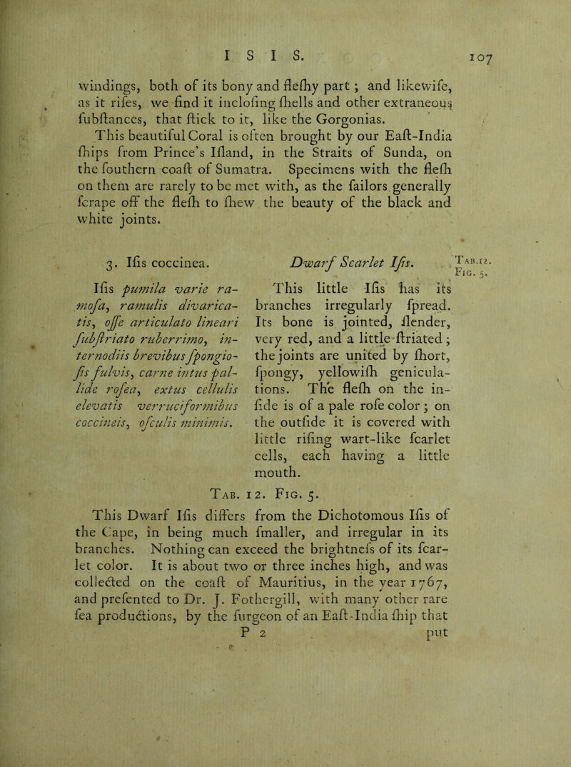 ISIS. windings, both of its bony and flefliy part ; and likewife, as it rifes, we find it incloiing fhells and other extraneous iubflances, that ftick to it, like the Gorgonias. This beautiful Coral is often brought by our Eaft-India fhips from Prince’s Ifland, in the Straits of Sunda, on the fouthern coafl; of Sumatra. Specimens with the flefh on them are rarely to be met with, as the failors generally fcrape off the flefh to fhew the beauty of the black and white joints. 3. l£s coccinea. Ifis pumila varie ra~ niofa^ ramulis divarica- tis^ ojfe articulato limar-'i fubjiriato ruberruno^ in- te7^7todiis brevibus fpongio- Jis fulvis^ ca7'72e mtus pal- lide rofea.^ extus cellidis elevaiis verrticifo7''777ibus coccmeh^ ojctdis 77-immiis, This Dwarf Ifis differs from the Dichotomous Ifis of the Cape, in being much fmaller, and irregular in its branches. Nothino;can exceed the brightnefs of its fcar- D _ O ^ let color. It is about two or three inches high, and was colledled on the coaft of Mauritius, in the year 1767, and prefented to Dr. J. Fothergill, Vv’ith many other rare fea productions, by the furgeon of an EaftTndia fhip that P 2 put T AB.12. Fig. 5. This little Ilis has its branches irregularly fpread. Its bone is jointed_, ilender, very red, and a little-ftriated; the joints are united by fhort, fpongy, yellowifh genicula- tions. The flefh on the in- fide is of a pale rofe color ; on the putfide it is covered with little riling wart-like fcarlet cells, each having a little mouth. Dwarf Scarlet Ifts.