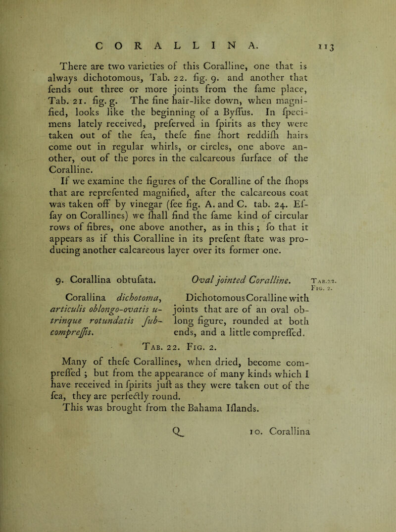 There are two varieties of this Coralline, one that is always dichotomousj Tab. 22. hg. 9. and another that fends out three or more joints from the fame place, Tab. 21. fig. g. The fine hair-like down, when magni- fied, looks like the beginning of a Byfius. In fpeci- mens lately received, preferved in fpirits as they were taken out of the fea, thefe fine iTort reddifli hairs come out in regular whirls, or circles, one above an- other, out of the pores in the calcareous furface of the Coralline. If we examine the figures of the Coralline of the fhops that are reprefented magnified, after the calcareous coat was taken olF by vinegar (fee fig. A. and C. tab. 24. Ef- fay on Corallines) we (hall find the fame kind of circular rows of fibres, one above another, as in this ; fo that it appears as if this Coralline in its prefent ftate was pro- ducing another calcareous layer over its former one. 9. Corallina obtufata. Oval jointed Coralline, Tab.?.-?. Fig. 2. Corallina dichotoma^ Dichotomous Coralline with articulis oblo7Jgo-ovatis u- joints that are of an oval ob- trmque rotundatis fub^ figure, rounded at both comprejjis, ends, and a little comprefled. ' ‘ Tab. 22. Fig. 2. Many of thefe Corallines, when dried, become com- prefled ; but from the appearance of many kinds which I have received in fpirits jufl; as they were taken out of the fea, they are perfectly round. This was brought from the Bahama Illands.