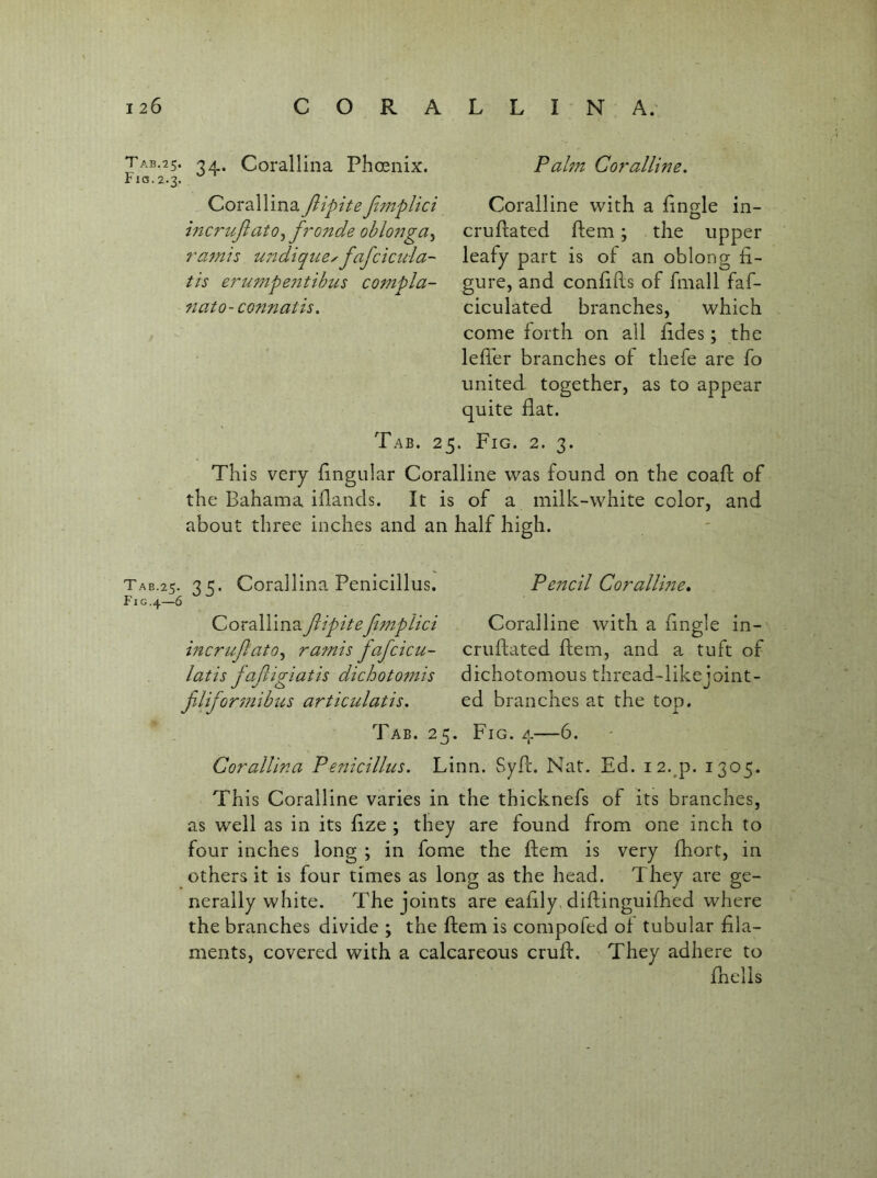 Tab.25. Corallina Phoenix. I* ICS. 2.3. Corallina Jlipite Jimplici mcrufiato^ fronde obloiiga^ 7'a7nis uj'idiqueyfafcicuia-' tis erumpeittibus compla- at 0-conn at is. Paltn Coralline, Coralline with a lingle in- cruftated ftem; the upper leafy part is of an oblong fi- gure, and coniids of fmall faf- ciculated branches, which come forth on all fades; the leffer branches of thefe are fo united together, as to appear quite fiat. Fig. 2. 3. This very fingular Coralline was found on the coafl of the Bahama iflands. It is of a milk-white color, and about three inches and an half high. AB.25. 35. iG,4—6 Corallina Penicillus. Corallina JlipiteJimplici incrujlato,, ramis fafcicu- latis JaJligiatis dichot07?iis filijor77iibus articulatis. Peticil Coralline, Coralline with a fingle in- cruftated flem, and a tuft of dichotomous thread-like joint- ed branches at the top. Tab. 25. Fig. a—6. Corallina Pei^icillus. Linn. Syfc. Nat. Ed. I2.^p. 1305. This Coralline varies in the thicknefs of its branches, as well as in its fize ; they are found from one inch to four inches long ; in fome the ftem is very fhort, in others it is four times as long as the head. They are ge- nerally white, The joints are eafily.diflinguifhed where the branches divide ; the ftem is compofed of tubular fila- ments, covered with a calcareous cruft. They adhere to fhclis