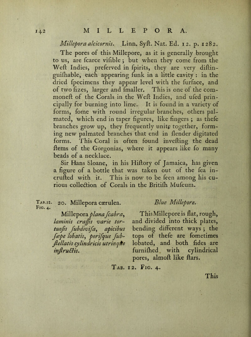 Millepora alcicornis. Linn, Syft. Nat. Ed. 12. p. 1282. The pores of this Millepore, as it is generally brought to us, are fcarce vihble ; but when they come from the Weft Indies, preferved in fpirits, they are very diftin- guiftiable, each appearing funk in a little cavity : in the dried fpecimens they appear level with the furface, and of twoftzes, larger and fmaller. This is one of the com- moneft of the Corals in the Weft Indies, and ufed prin- cipally for burning into lime. It is found in a variety of forms, fome with round irregular branches, others pal- mated, which end in taper figures, like fingers ; as thefe branches grow up, they frequently unitp together, form- ing new palmated branches that end in ftender digitated forms. This Coral is often found invefting the dead ftems of the Gorgonias, where it appears like fo many beads of a necklace. Sir Hans Sloane, in his Hiftory of Jamaica, has given a figure of a bottle that was taken out of the fea in- crufted with it. This is now to be fcen among his cu- rious colledion of Corals in the Britifti Mufeum. Tab.12. 20. Millepora casrulea. Blue Millepore.- Fig. 4. Milleporafcabra^ ThisMilleporeis flat, rough, laminis crajjts varie tor- and divided into thick plates, tuofis fubdivifay apicibus bending diflerent ways ; the fape lobatis^ porifque fub^ tops ot thefe are fometimes Jiellatis cylindricis utrinqite lobated, and both fides are infiruSiis. furniflied with cylindrical pores, almoft like ftars. Tab. 12. Fig. 4. This