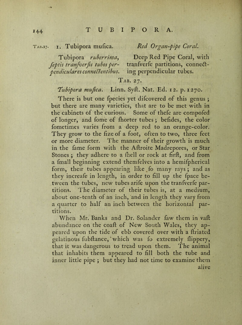 TUB I P O R A. TAB.27. I. Tubipora mufica. Red Organ-pipe Coral. Tubipora ruberri7na^ Jeptis tranfverfis tubos per- pendiculares conneEieittibus. Deep Red Pipe Coral, with tranfverfe partitions, conneft- ing perpendicular tubes. Tab. 27. Tdubipora mufica. Linn. Syft. Nat. Ed. 12. p. 1270. There is but one fpecies yet difcovered of this genus ; but there are many varieties, that are to be met with in the cabinets of the curious. Some of thefe are compofed of longer, and fome of fhorter tubes; behdes, the color fometimes varies from a deep red to an orange-color. They grow to the hze of a foot, often to two, three feet or more diameter. The manner of their growth is much in the fame form with the Aftroite Madrepores, or Star Stones ; they adhere to a fhell or rock at firfl, and from a fmall beginning extend themfelves into a hemifpherical form, their tubesappearing like^fo many rays; and as they increafe in length, in order to fill up the fpace be- tween the tubes, new tubes arife upon the tranfverfe par- titions. The diameter of their tubes is, at a medium, about one-tenth of an inch, and in length they vary from a quarter to half an inch between the horizontal par- titions. When Mr. Banks and Dr. Solander faw them in vafl: abundance on the coafl; of New South Wales, they ap- peared upon the tide of ebb covered over with a firiated gelatinous fubftance, * which was fo extremely flippery, that it was dangerous to tread upon them. The animal that inhabits them appeared to fill both the tube and ipner little pipe ; but they had not time to examine them alive
