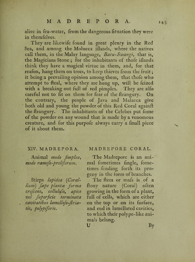 ✓ MADREPORA. alive in fea-water, from the dangerous htuation they were in themfelves. They are likewife found in great plenty in the Red Sea, and among the Molucca iilands, where the natives call them, in the Malay language, Batu-Swangi^ that is, the Magicians Stone ; for the inhabitants of thofe ifiands think they have a magical virtue in them, and, for that reafon, hang them on trees, to keep thieves from the fruit; it being a prevailing opinion among them, that thofe who attempt to fteal, where they are hung up, will be feized with a breaking out full of red pimples. They are alfo careful not to fit on them for fear of the ffrangury. On the contrary, the people of Java and Malacca give ' both old and young the powder of this Red Coral againft the ftrangury. The inhabitants of the Celebes put fome of the powder on any wound that is made by a venomous creature, and for this purpofe always carry a fmall piece of it about them. XIV. MADREPORA. Animal mo do Jimphx^ modo ra7Jiofo~proliferiim. Stirps lapidca [Gof'al- limn) fc^po plantce forma crefceiis^ cellulofa^ apice vel fuporficie terjnmata cavitatibiis la7nelloJo-flria- tis^ polypiferis. MADREPORE CORAL. The Madrepore is an ani- mal fometimes fingle, fome- times fending forth its pro- geny in the form of branches. The ftem or mafs is^of a fcony nature (Coral) often growing in the form of a plant, full of cells, which are either on the top or on its furface, and end in lamellated cavities, to which their polype-like ani- mals belong. U By