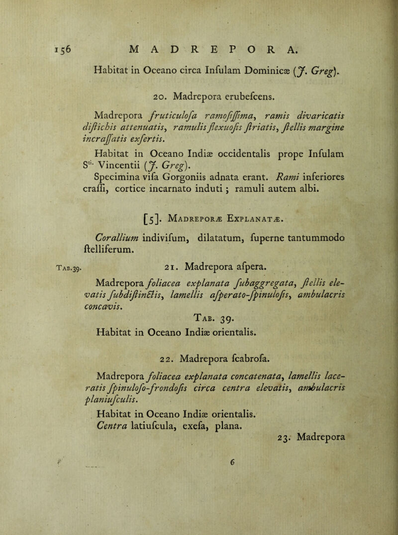Tab.39- Habitat in Oceano circa Infulam Dominicae (y. Greg), 20. Madrepora erubefcens. Madrepora fruticulofa ramoftfftma^ ramh divaricath dijiichis attenuatisy ramulis flexuofis Jiriatisy Jiellis margine incrajfatis exfertis. Habitat in Oceano Indiae occidentalis prope Infulam Vincentii [J. Greg), Specimina vifa Gorgoniis adnata erant. Rami inferiores crafli, cortice incarnato induti; ramuli autem albi. [5]. Madrepor^e Explanat^. Corallium indivifum, dilatatum, fuperne tantummodo ftelliferum. 21. Madrepora afpera. Madrepora foliacea explanata fubaggregatUy Jiellis ele- vatis fubdijlinSliSy lamellis afperato-Jpinulojisy ambulacris concavis. Tab. 39. Habitat in Oceano Indias orientalis. 22. Madrepora fcabrofa. Madrepora foliacea explanata concatenatay lamellis lace- ratis fpinulofo-frondofis circa centra elevatisy ambulacris planiufculis. Habitat in Oceano Indiae orientalis. Centra latiufcula, exefa, plana. 23. Madrepora 6