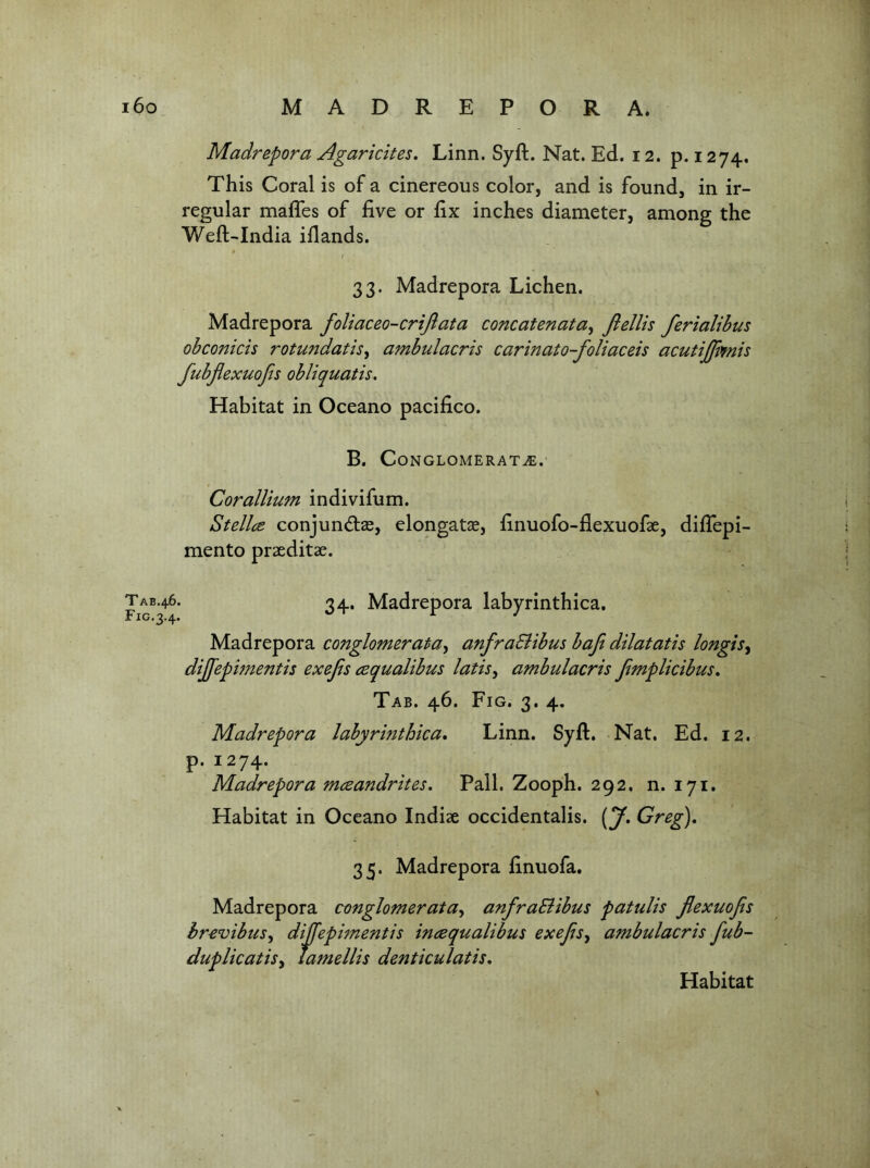 Madrepora Agaricites, Linn. Syft. Nat. Ed. 12. p. 1274. This Coral is of a cinereous color, and is found, in ir- regular malTes of five or fix inches diameter, among the Weft-India iflands. / 33. Madrepora Lichen. Madrepora foUaceo-criJlata concatenata, Jiellis ferialihus ohconicis rotundatis^ ambulacris carinato-foUaceis acutijjlmis fubjlexuofis obliquatis. Habitat in Oceano pacifico. B. Conglomerate.' Corallium indivifum. Stellce conjundtas, elongatae, finuofo-flexuofae, difiepi- mento praeditae. JAB.46. 24. Madrepora labyrinthica. Madrepora conglomerata^ anfraSiibus bajl dilatatis longis^ dijfepimentis exefis cequalibus latis^ ambulacris Jimplkibus, Tab. 46. Fig. 3. 4. Madrepora labyrinthica, Linn. Syft. Nat. Ed. 12. p. 1274. Madrepora mceandrites, Pall. Zooph. 292, n. 171. Habitat in Oceano Indiae occidentalis. {^J, Greg), 35. Madrepora finuofa. Madrepora conglomerata, anfraSiibus patulis flexuofis hr-evibus^ diffepimentis inaequalibus exefs^ ambulacris fub- duplicatisy Tamellis denticulatis.