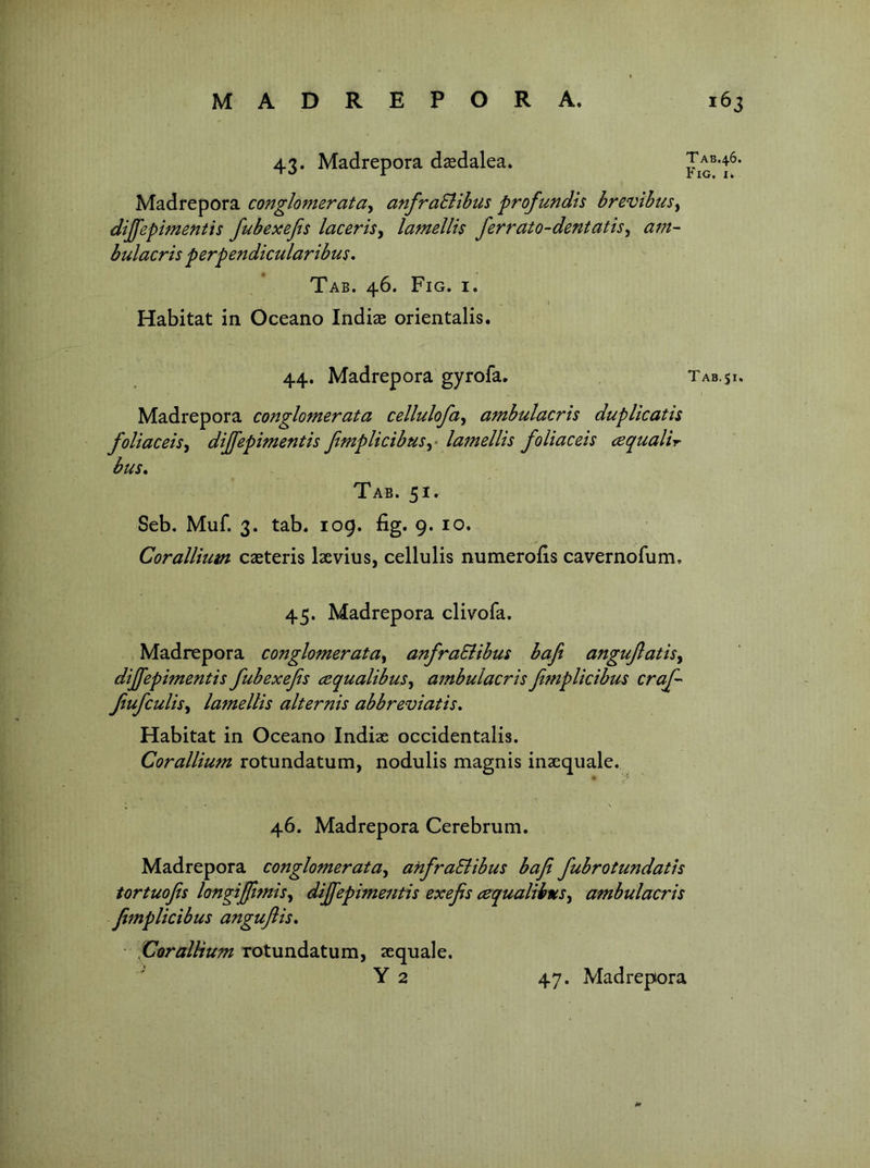 TAB.46 Fig, li 43. Madrepora dsedalea. Madrepora conglomerata^ anfraSlihus profundis brevihus^ dijfepimentis fubexefts lacerisy lamellis ferrato-dentatisy am- bulacris perpendicularibus* Tab. 46. Fig. i. Habitat in Oceano Indise orientalis. 44. Madrepora gyrofa. Tab.51 Madrepora conglomerata cellulofciy ambulacris duplicath foliaceisy dijfepimentis JimplicibuSy* la7nellis foliaceis cequalir bus. Tab. 51. Seb, Muf. 3. tab. 109. fig. 9. 10. Corallium caeteris laevius, cellulis numerofis cavernofum, 45. Madrepora clivofa. Madrepora conglomeratay anfraSlibus baft angujlatisy dijfepifnentis fubexejis cequalibuSy ambulacris Jitnplicibus craf- Jiufculisy lamellis alternis abbreviatis. Habitat in Oceano Indiae occidentalis. Corallium rotundatum, nodulis magnis inseqiiale. 46. Madrepora Cerebrum. Madrepora conglomeratay anfraSlibus bafi fubrotundatis tortuofis longijjimisy dijfepimentis exefis (equaliinSy ambulacris fimplicibus anguftis, ■Corallium rotundatum, aequale.