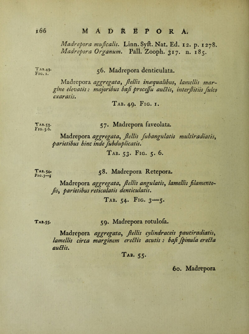 Mad7^epora muficalis. Linn. Syft. Nat. Ed. 12. p. 1278. Madrepora Organufn, Pall. Zooph. 317. n. 185. 5 Madrepora denticulata. Madrepora aggregata^ Jlellh incequalibiis^ lafuelUs 7nar- gbu elevatis: majoribus baji procejfu auEiis^ mterftitiis fulco exaratis» Tab. 49. Fig. i. Tab.53. tn, Madrepora faveolata. Fig. 5.6. ^ Madrepora aggregata^ Jlellis fubangulath multiradiatisy parietibus hinc inde fubduplicatis. Tab. 53. Fig. 5. 6. Tab^54. 28. Madrepora Retepora. Madrepora aggregata^ Jlellis angulatisy lamellis jilamefito- Jisy parietibus reticulatis denticulatis* Tab. 54. Fig. 3—5. TAB.55. 59. Madrepora rotulofa. Madrepora aggregata^ Jlellis cylindraceis pauciradiatisy lamellis circa marginem ereSlis acutis : baJi fpinula ereSla auEfis» Tab. 55.