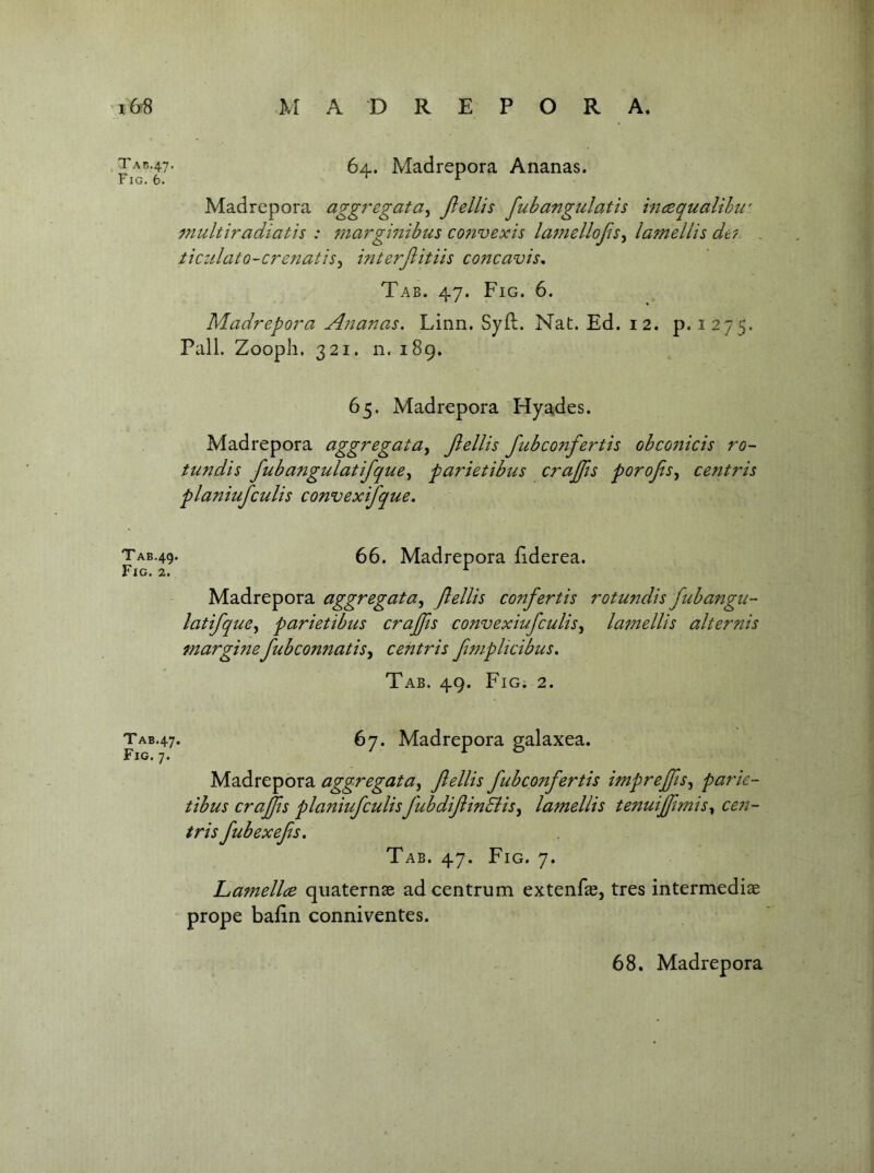 Tab.47' Fig. 6. 64. Madrepora Ananas. Madrepora aggregata^ fiellis fubangulp.tis incequalihw multiradiatis : marginibus convexis la7iielloJis^ lamellis dt? . ticzilato-crejtatis^ interjlitiis cozzcavis. Tab. 47. Fig. 6. Madrepof'a Azzaizas. Linn. Syfl. Nat. Ed. 12. p. 1275. Pall. Zooph. 321. n. 189. 65. Madrepora Hyades. Madrepora aggregata^ Jiellis Jubconfertis obconicis ro- tund is fuba7igulatifque^ parietibus craffis porojis^ centris planiufculis convexifque, TAB.49. 66. Madrepora fiderea. Fig. 2. ^ Madrepora aggregata^ Jiellis confertis rotundis fubangii- latifque^ parietibus crajfs convexiufculisy latitellis alternis marginefubconnatis^ centris f77iplicibus. Tab. 49. FiGi 2. TAB.47. 67. Madrepora galaxea. Madrepora aggregata, fields fubconfertis iTnpreJfis^ parie- tibus crafiis planiufculis fubdifiinElis^ laTnellis tenuiffimis^ cezi- tris fubexefis. Tab. 47. Fig. 7. LaTnellce quaternae ad centrum extenfae, tres intermediae prope baiin conniventes.