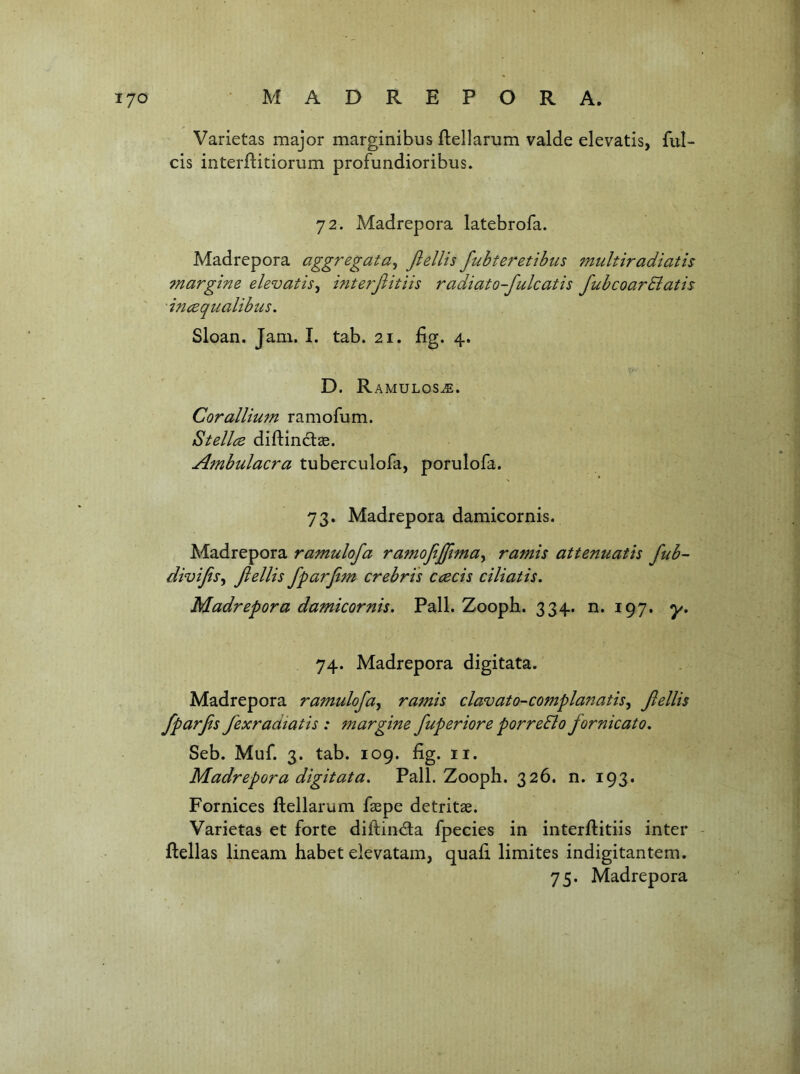 Varietas major marginibus ftellarum valde elevatis, ful- cis interftitiorum profundioribus. 72. Madrepora latebrofa. Madrepora aggregata^ JlelUs fubteretibus multiradiatis margine elevatis^ interjiitiis radiato-fulcatis fubcoardiatis incequalibiis, Sloan. Jam. 1. tab. 21. fig. 4. D. R AMULOS^. Cor allium ramofum. Stellce diftindlae. Ambulacra tuberculofa, porulofa. 73. Madrepora damicornis. Madrepora ramulofa ramojijjlma^ ramis attenuatis fub- divijis^ JlelUs fpar Jim crebris coeds ciliatis, Madrepora damicornis. Pall. Zooph. 334. n. 197. y. 74. Madrepora digitata. Madrepora ramulofa^ ramis clavato-complanatis^ JlelUs fparjis fexradiatis : margine fuperiore porreSlo fornicato. Seb. Muf. 3. tab. 109. fig. ii. Madrepora digitata. Pall. Zooph. 326. n. 193. Fornices ftellarum fiepe detritae. Varietas et forte diftindla fpecies in interftitiis inter - ftellas lineam habet elevatam, quafi limites indigitantem.