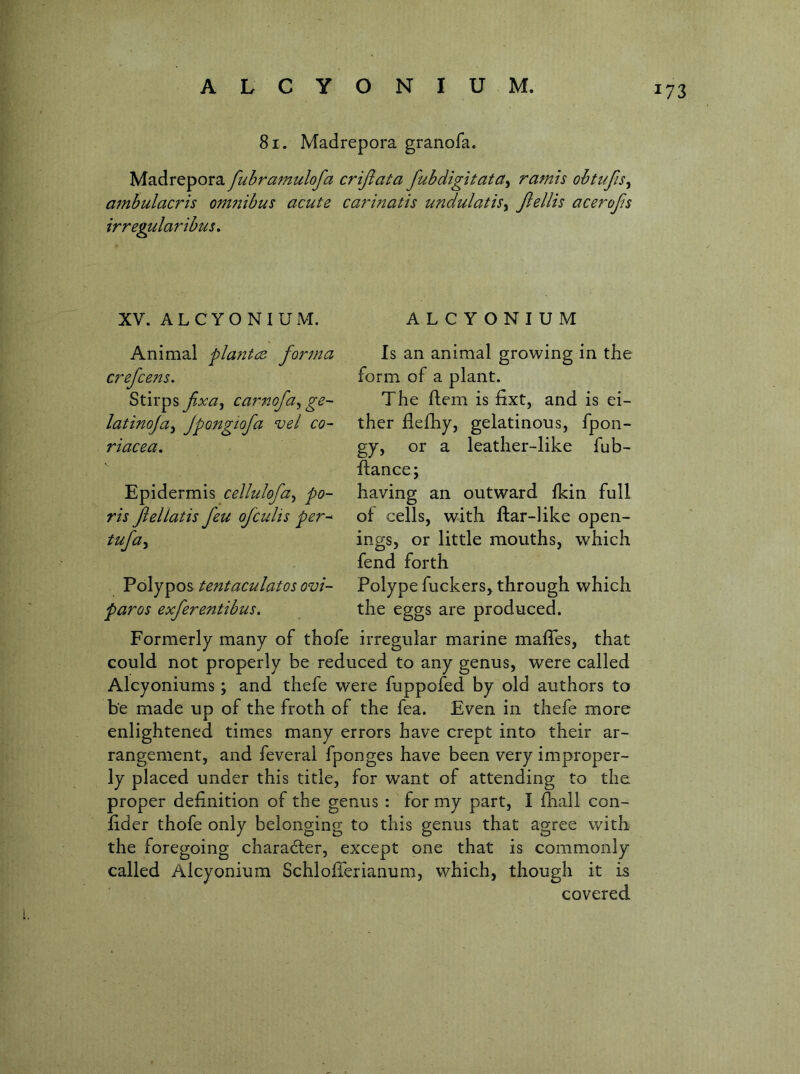 A L C Y O N I U M. 81. Madrepora granofa. Madrepora fuhramulofa criflata fubdigitata^ ramis obtufis^ ambulacris omiiibus acute carinatis undulatis^ Jiellis acerojis irregularibus» XV. ALCYONIUM. ALCYONIUM Is an animal growing in the form of a plant. The Item is fixt, and is ei- ther flefhy, gelatinous, fpon- gy, or a leather-like fub- fianee; having an outward fkin full of cells, with ftar-like open- ings, or little mouths, which fend forth Polype fuckers, through which the eggs are produced. Formerly many of thofe irregular marine maffes, that could not properly be reduced to any genus, were called Alcyoniums; and thefe were fuppofed by old authors to be made up of the froth of the fea. Even in thefe more enlightened times many errors have crept into their ar- rangement, and feveral fponges have been very improper- ly placed under this title, for want of attending to the proper definition of the genus : for my part, I fhall con- fider thofe only belonging to this genus that agree with the foregoing character, except one that is commonly called Alcyonium Schlofierianum, which, though it is covered Animal pla?ttce forma crefcen^, Stirps fxa^ carnofa^ ge- latinoja^ Jpongiofa vel co- riacea. Epidermis cellulofa^ po- rts ftellatis feu ofculis per^ tufuy Polypos tejttaculatos ovi- paros exferentibus.